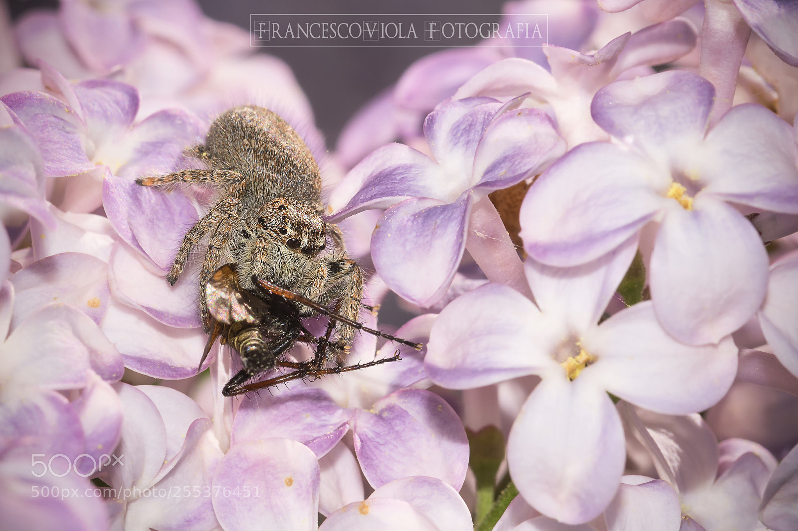 Nikon D7100 sample photo. Spider vs fly photography