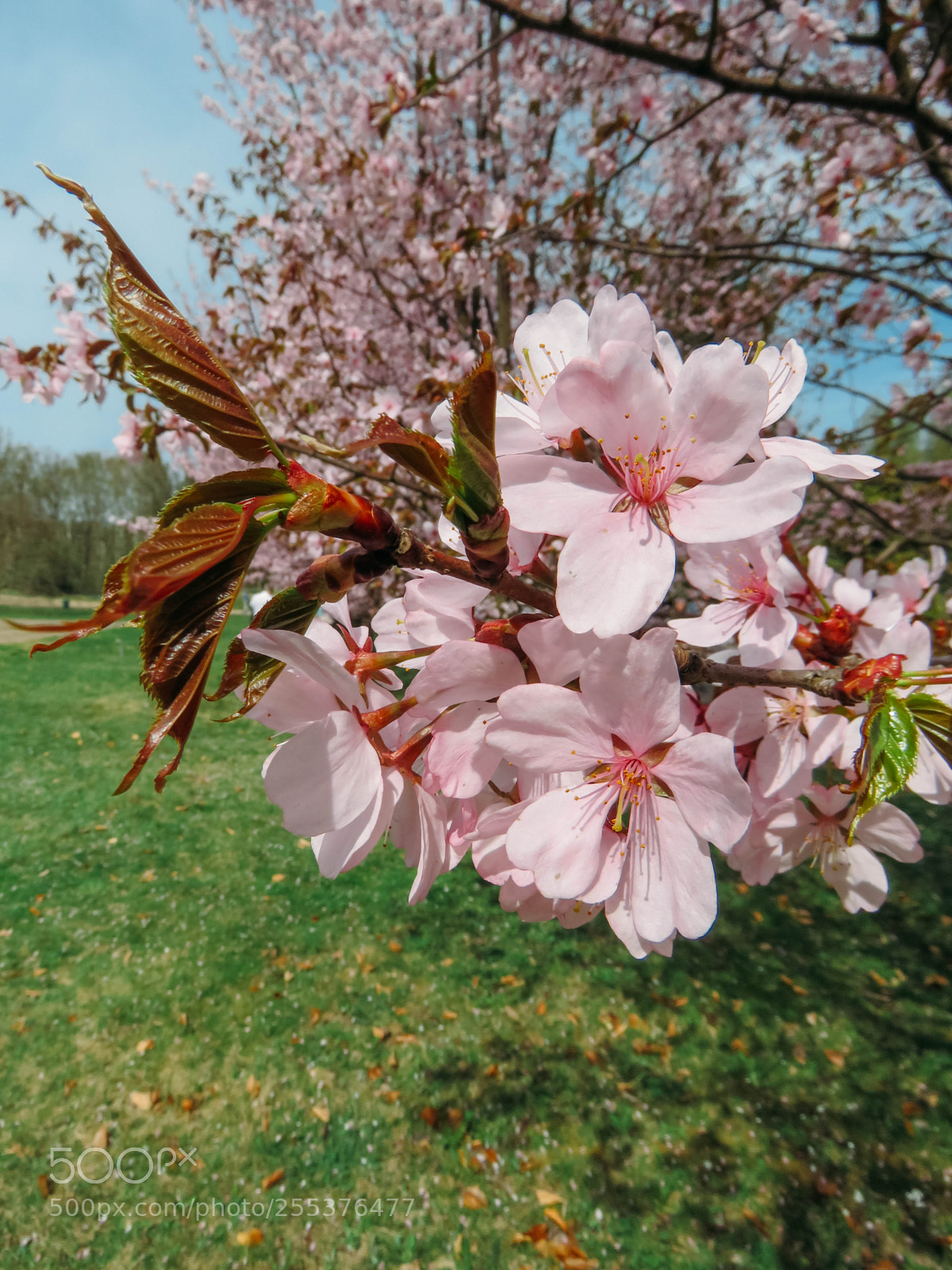 Canon PowerShot SX60 HS sample photo. Blooming sakura in a photography