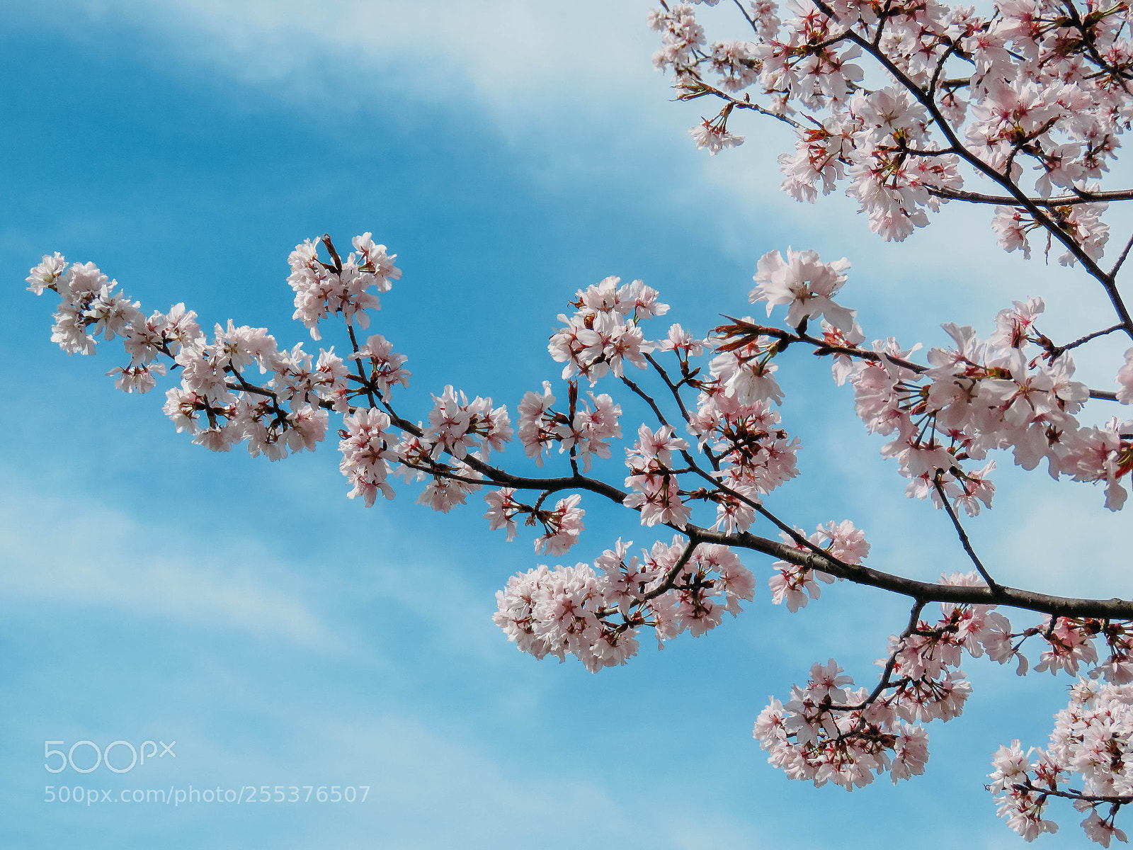 Canon PowerShot SX60 HS sample photo. Blooming sakura in a photography