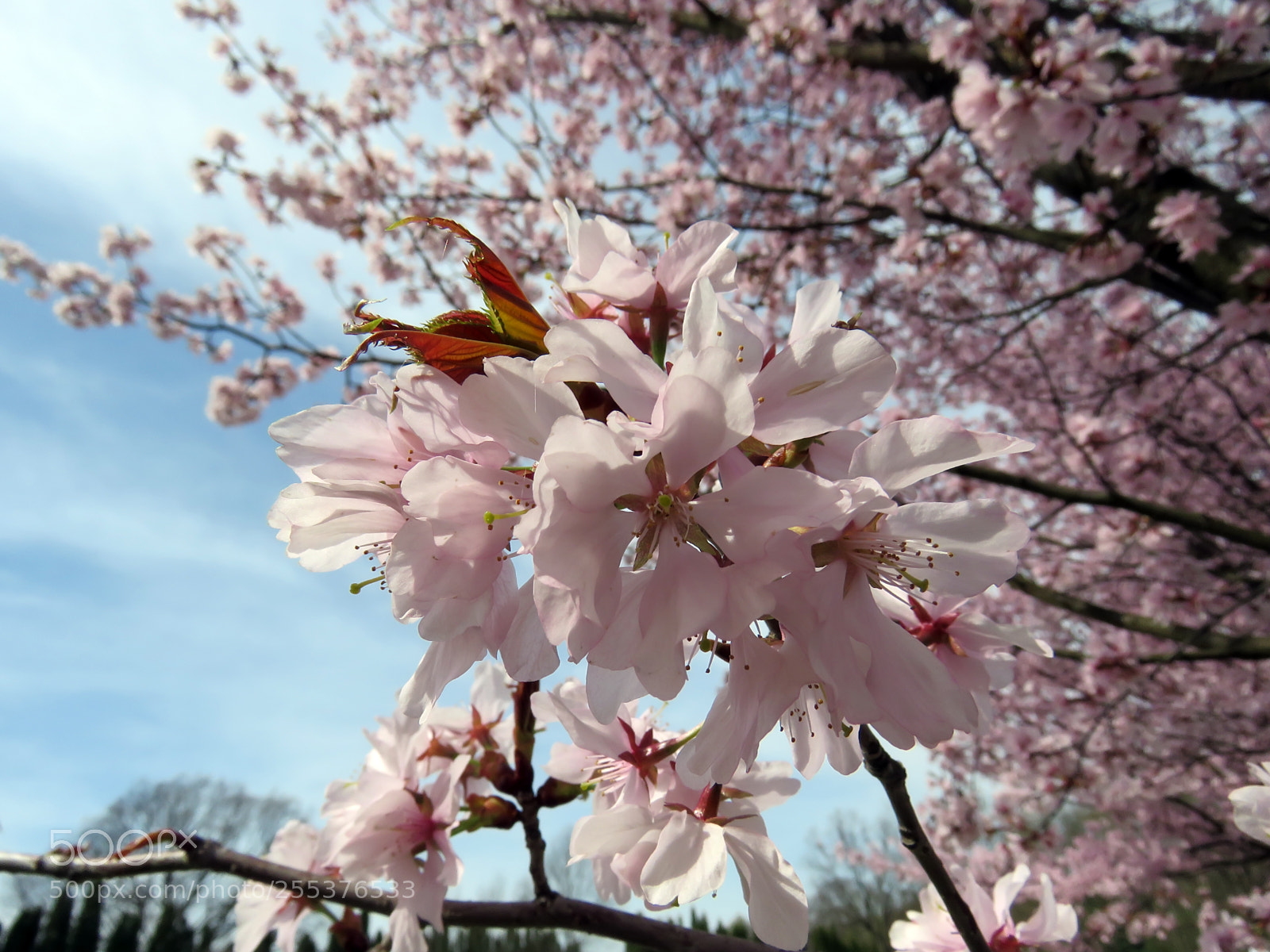 Canon PowerShot SX60 HS sample photo. Blooming sakura in a photography