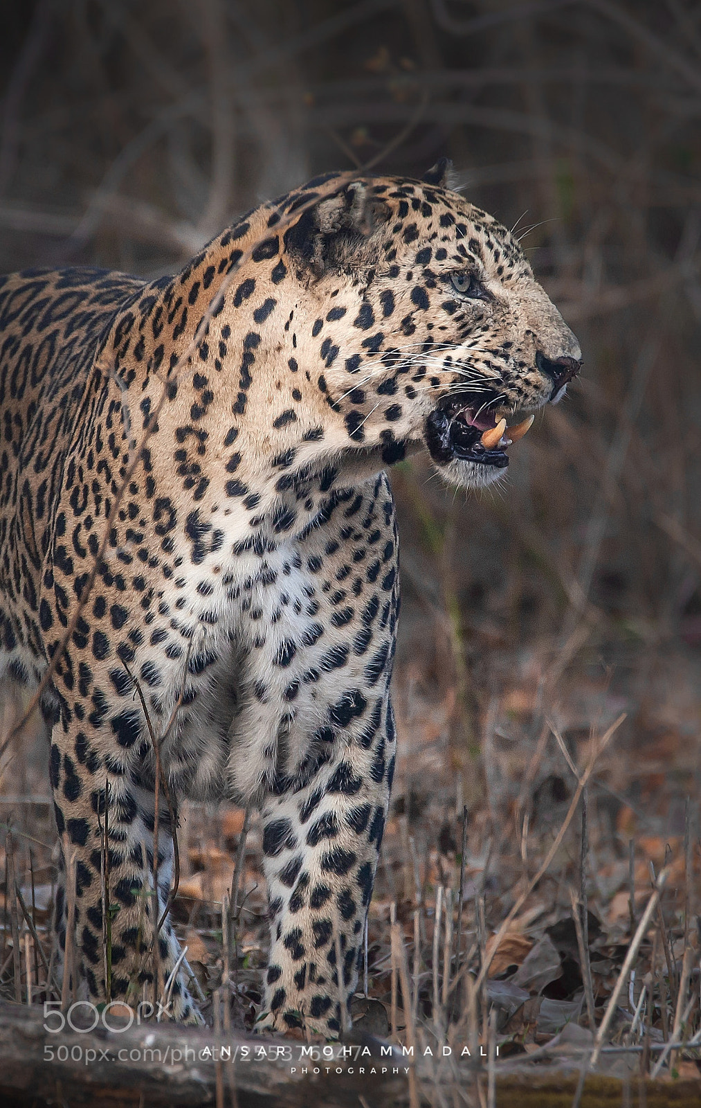 Canon EOS 5D Mark II sample photo. Aggressive look of leopard photography