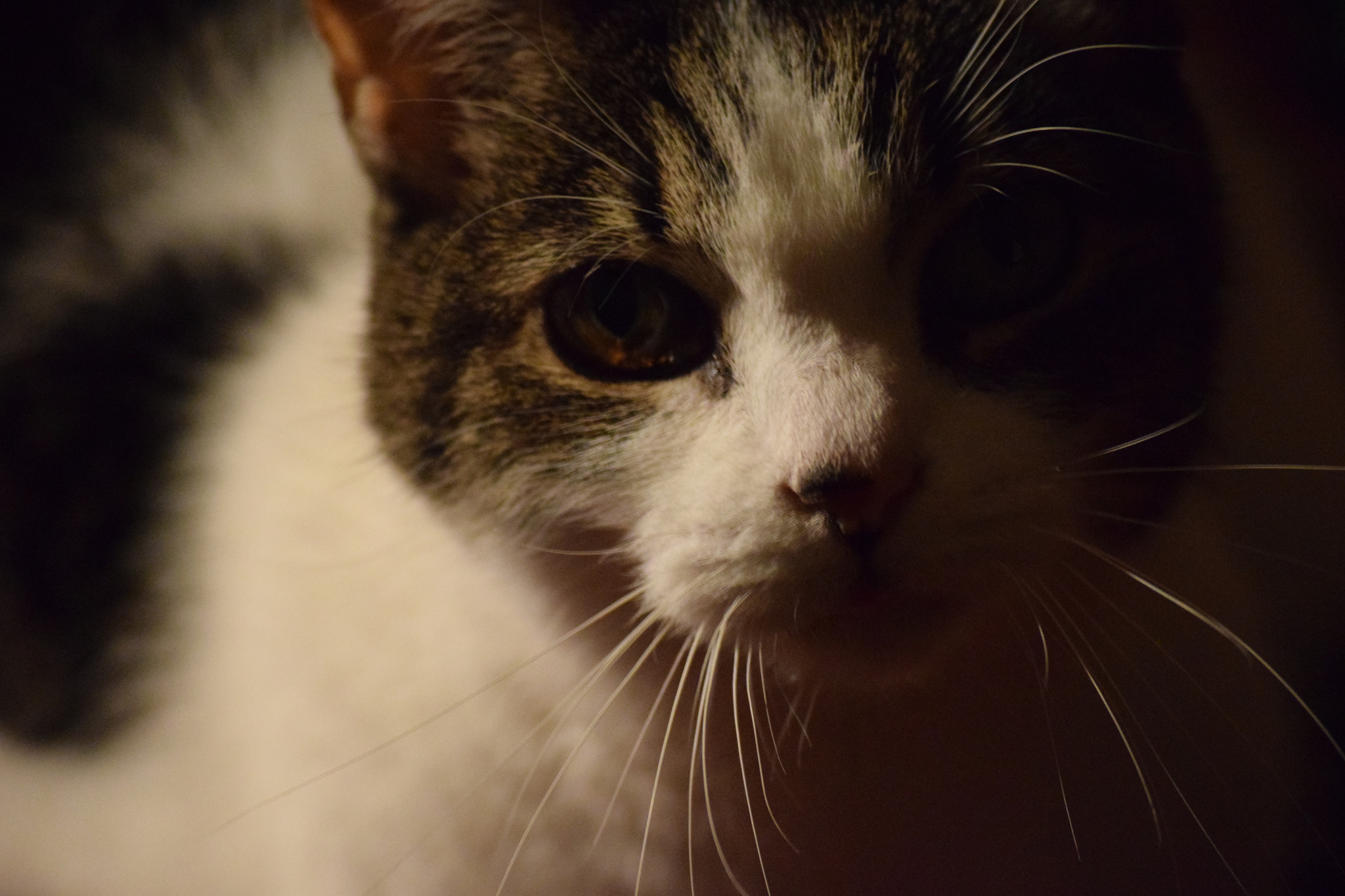 Nikon D3300 sample photo. Dsc photography