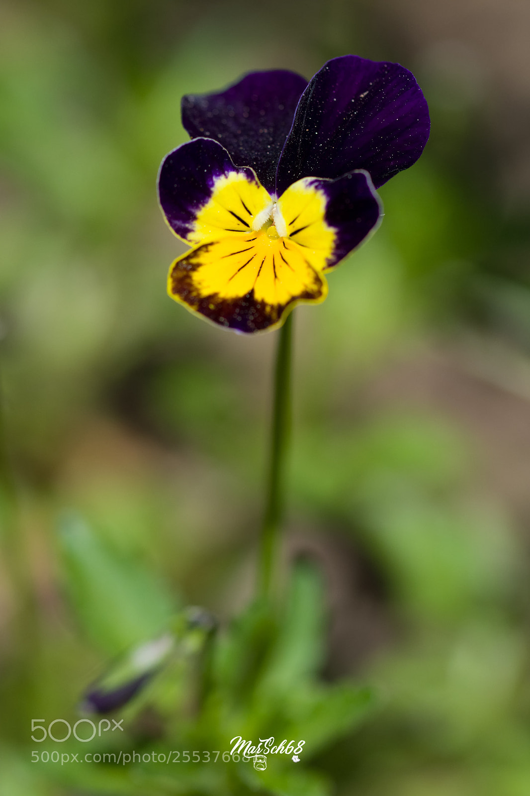 Nikon D7200 sample photo. Pensée photography
