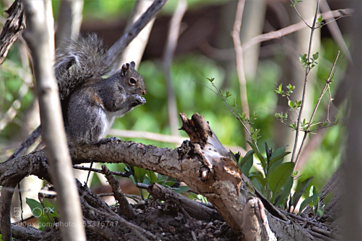 Canon EOS 60D sample photo. Grey squirrel photography