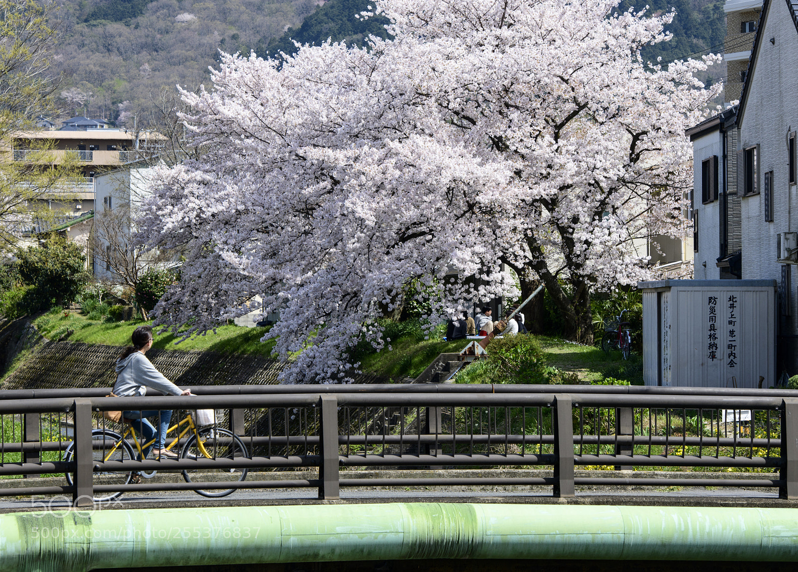 Nikon D850 sample photo. Kyoto spring photography
