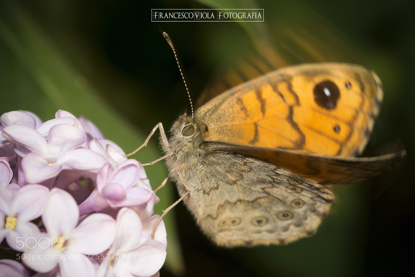 Nikon D7100 sample photo. Butterfly photography