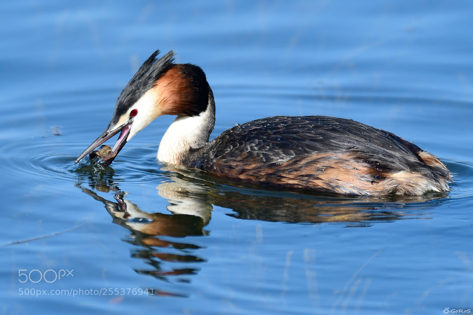 Nikon D500 sample photo. Somormujo lavanco (podiceps cristatus) photography