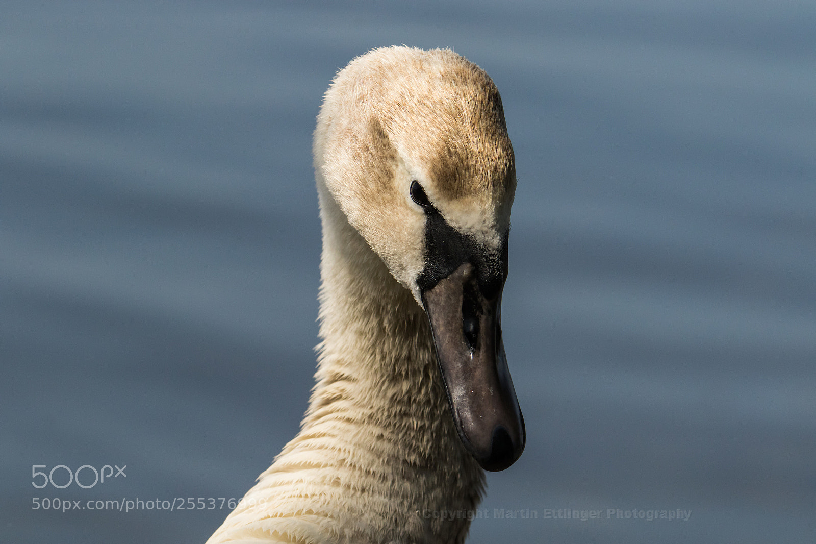 Canon EOS 7D Mark II sample photo. Mute swan cygnus olor photography