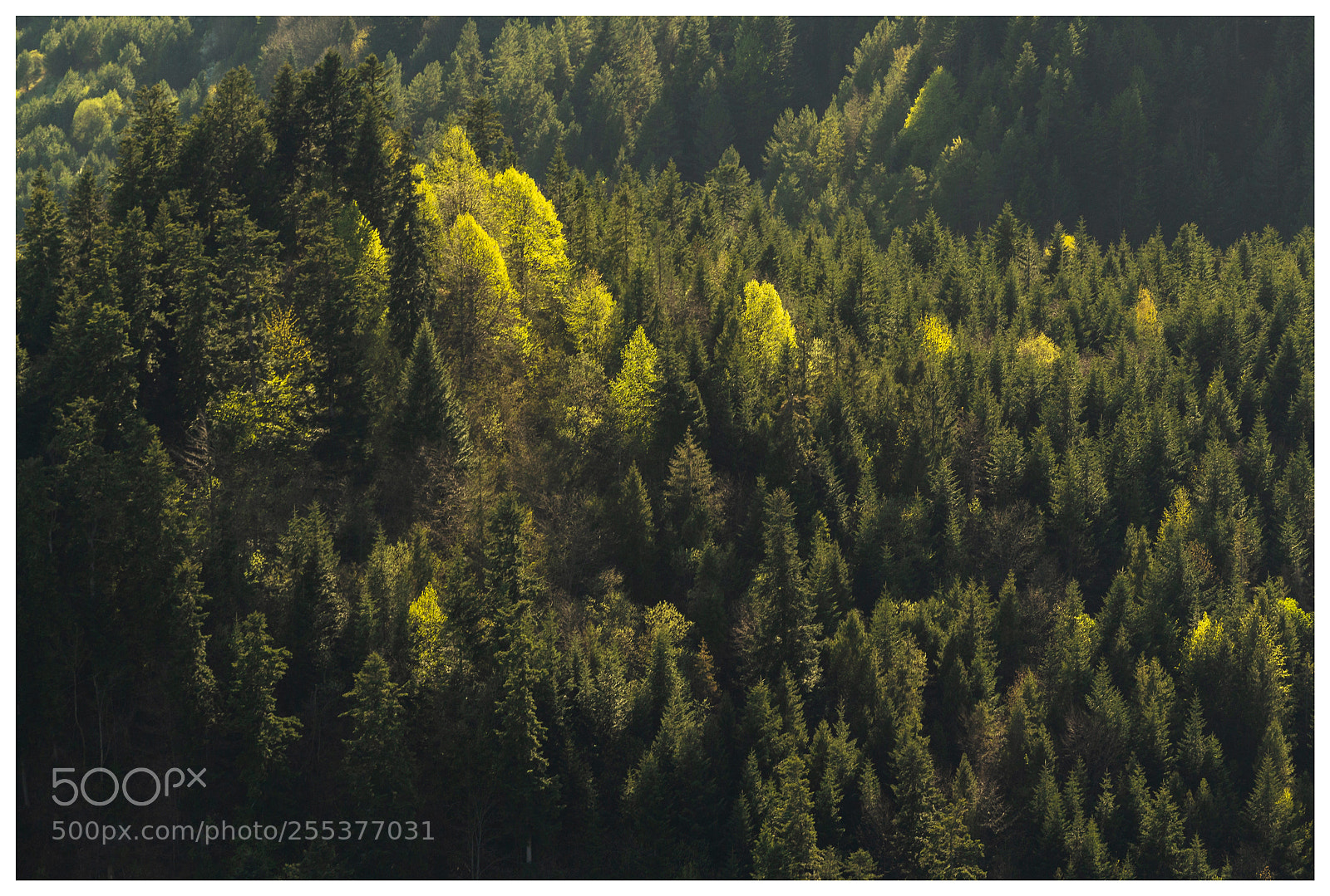 Canon EOS 700D (EOS Rebel T5i / EOS Kiss X7i) sample photo. Stromy pieniny photography