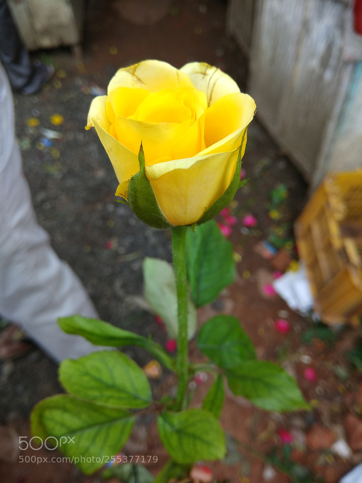 Xiaomi Redmi Note 4 sample photo. Untitled photography