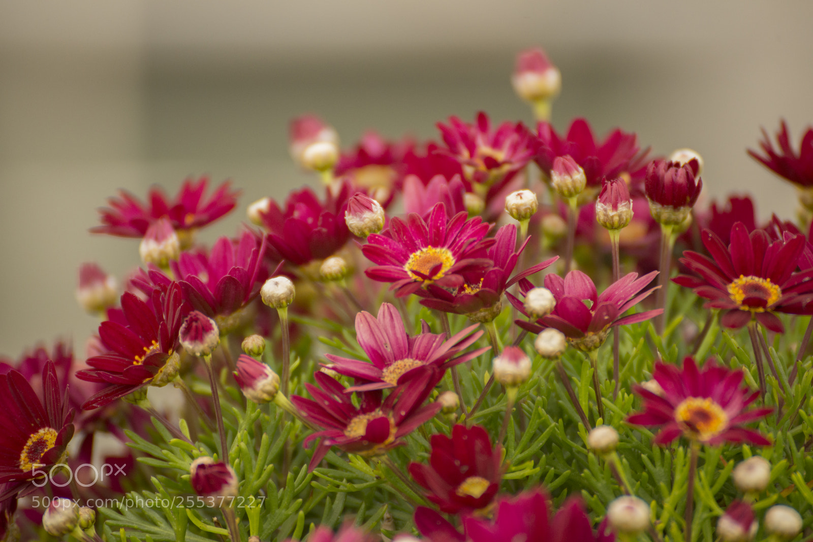 Nikon D610 sample photo. Flores photography