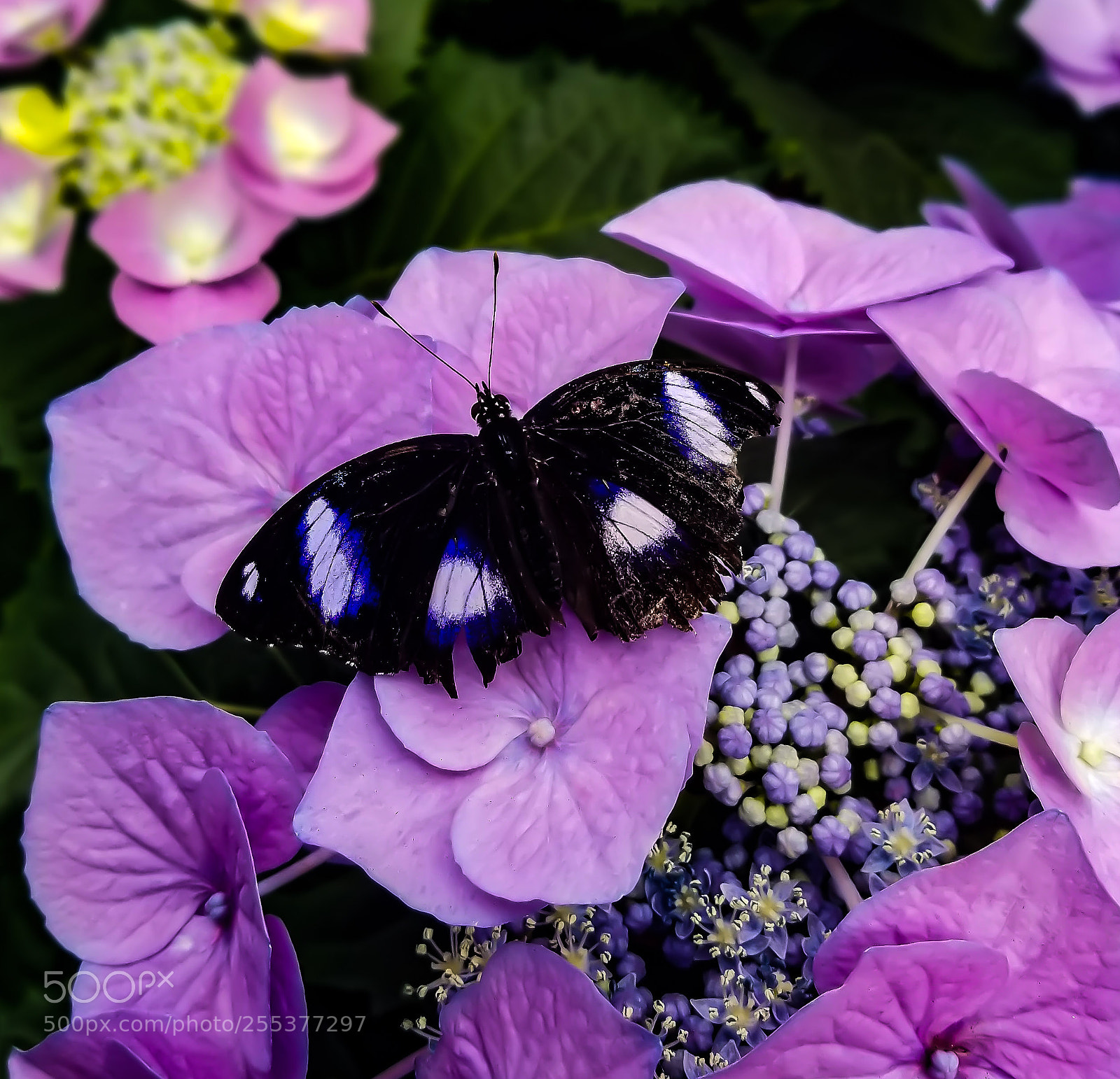 Samsung Galaxy S8 sample photo. Hypolimnas bolia photography