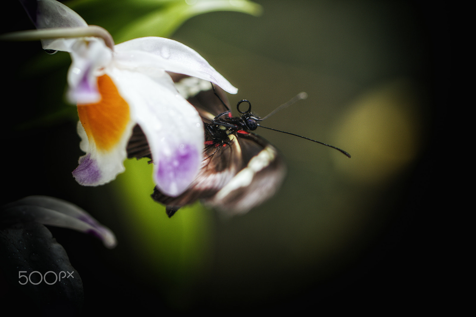 Canon EF 100mm F2.8L Macro IS USM sample photo. The butterfly on the orchid photography