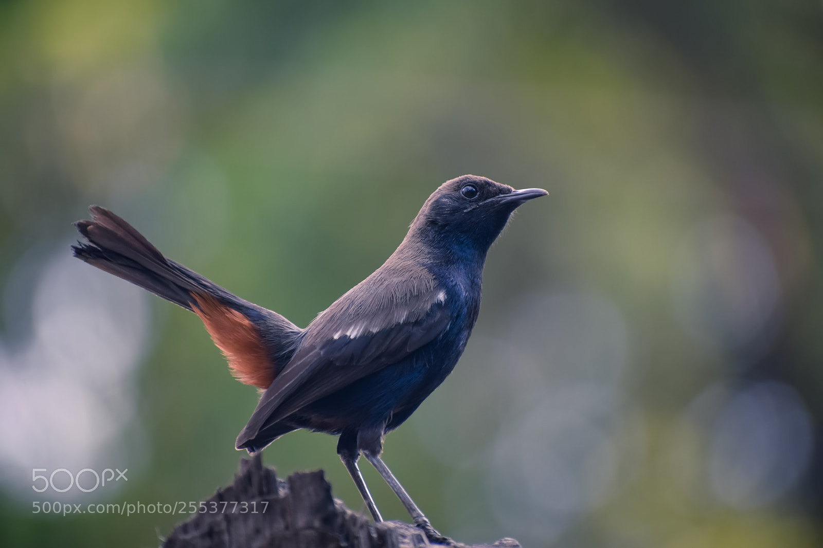 Nikon D3300 sample photo. Unknkwn bird photography