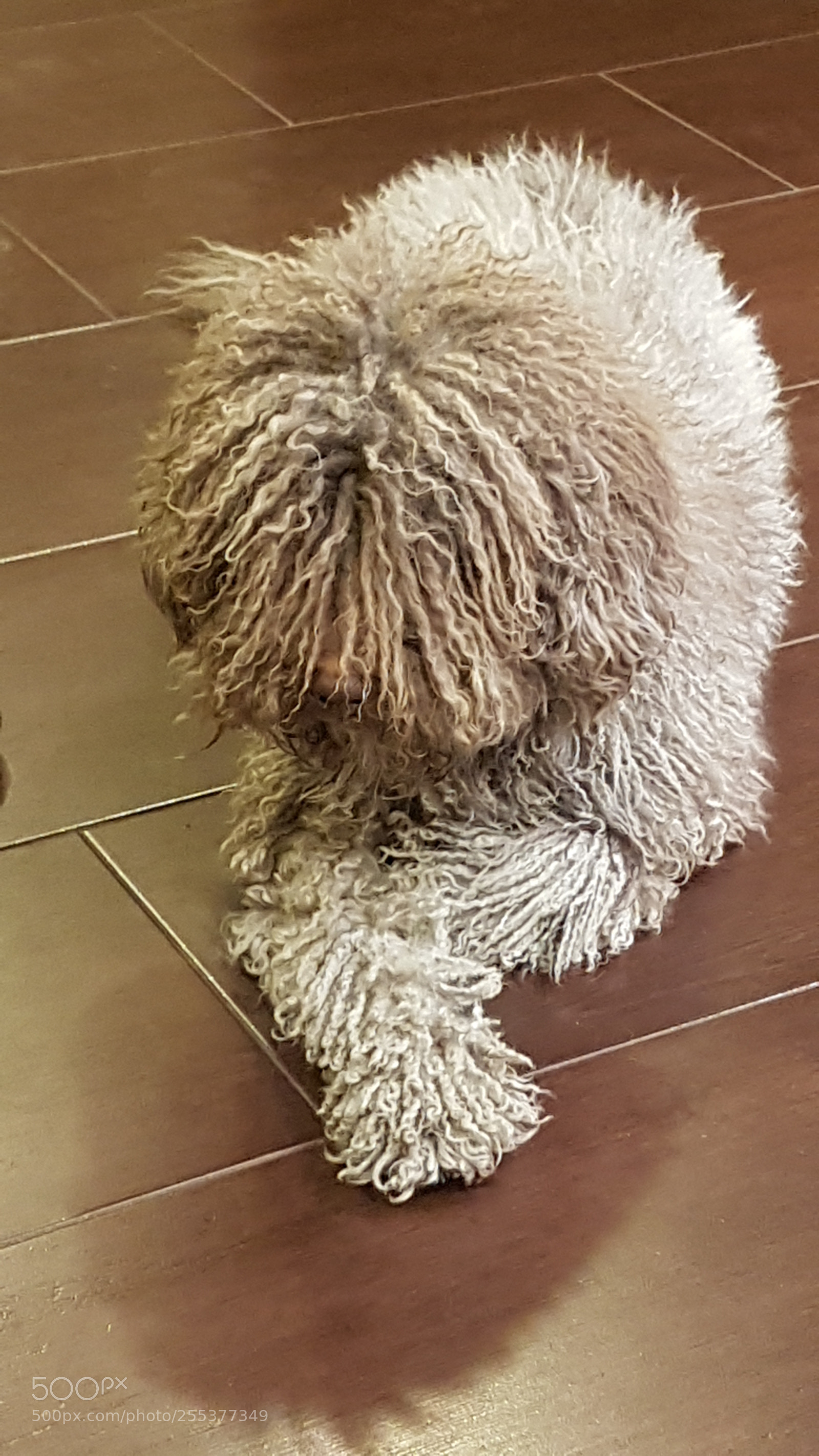 Samsung Galaxy S7 Edge sample photo. 217756.jpg photography
