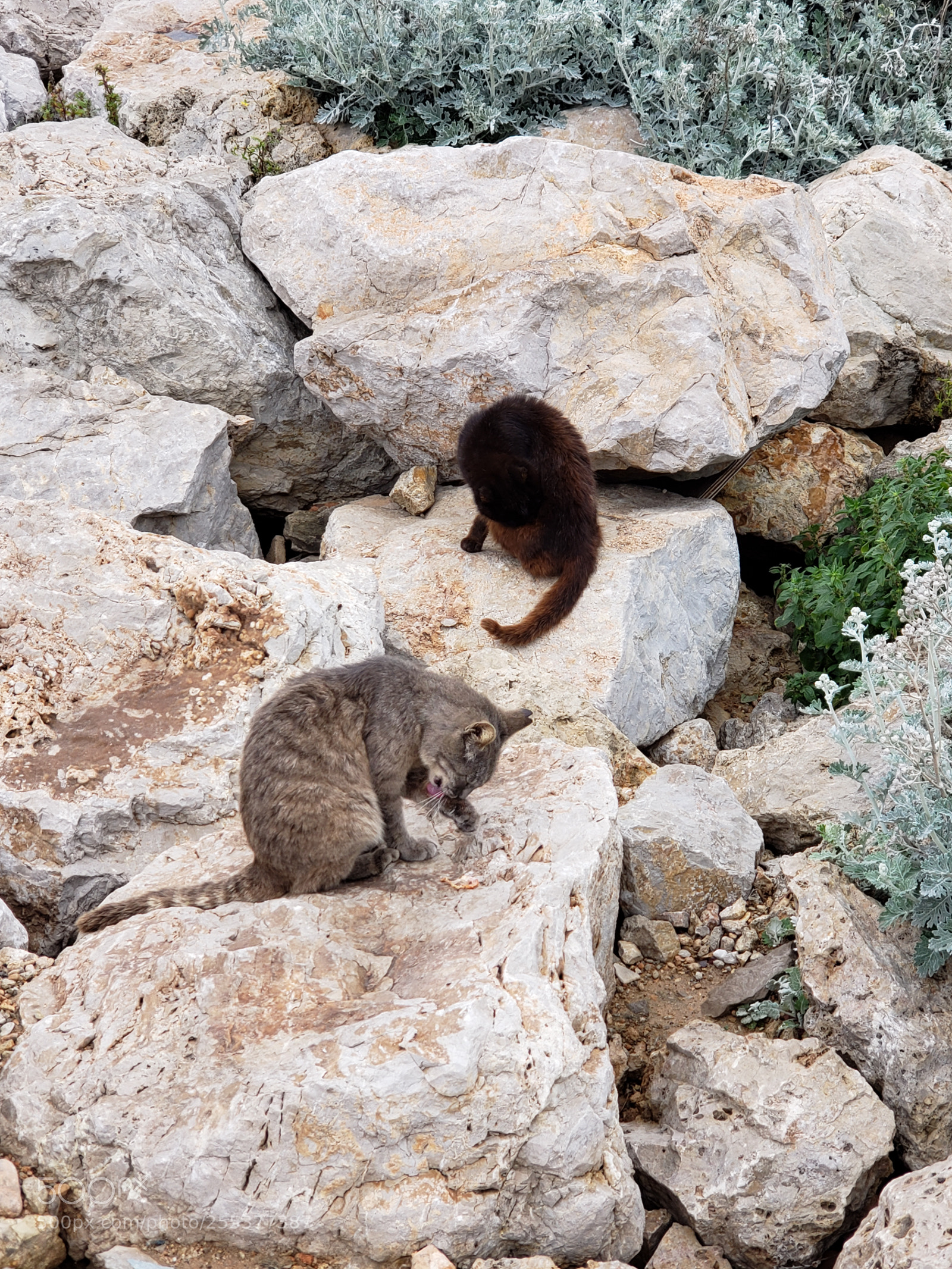 Samsung Galaxy S9+ sample photo. 20180413_152937.jpg photography