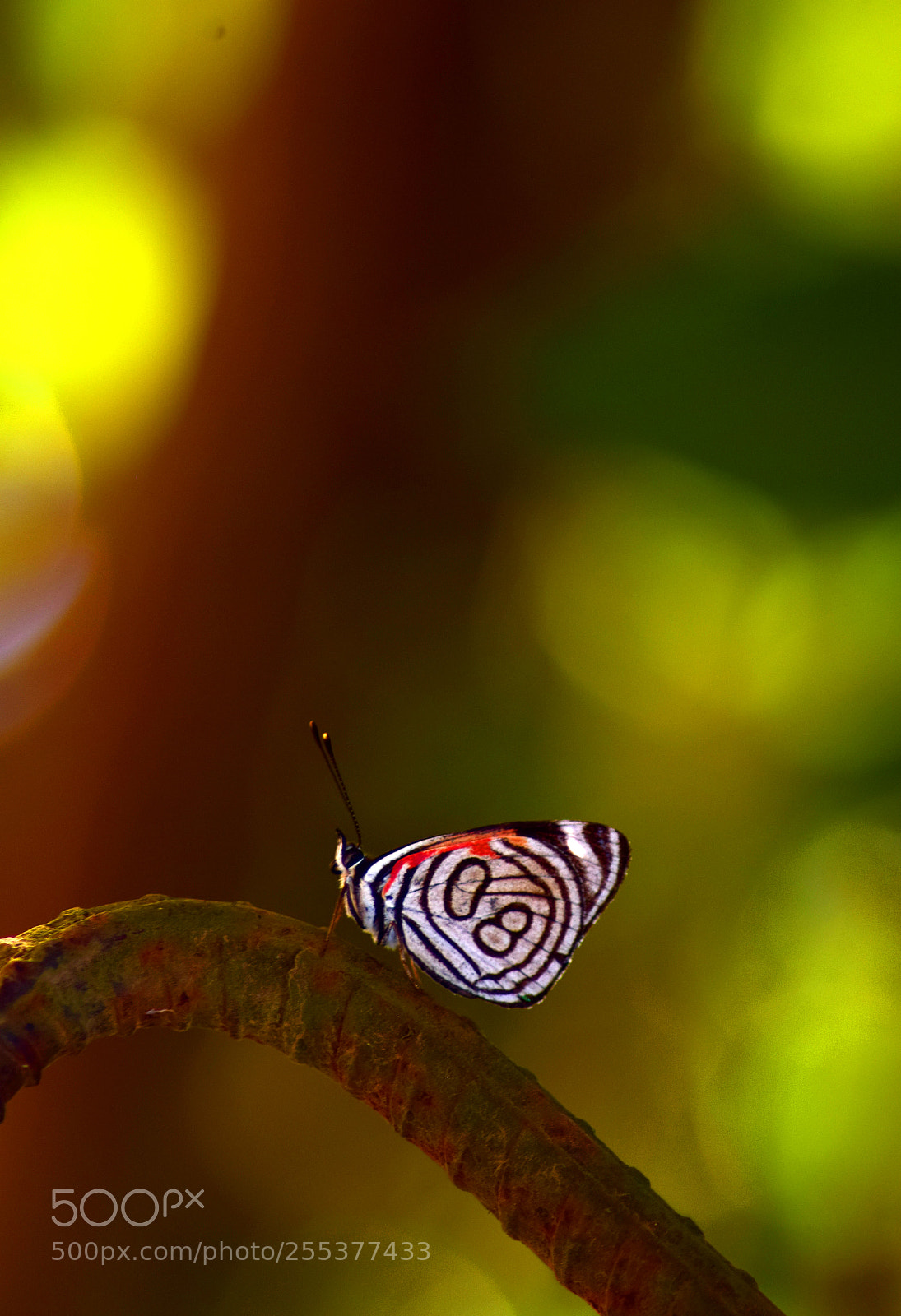 Nikon D5300 sample photo. 80 butterfly photography