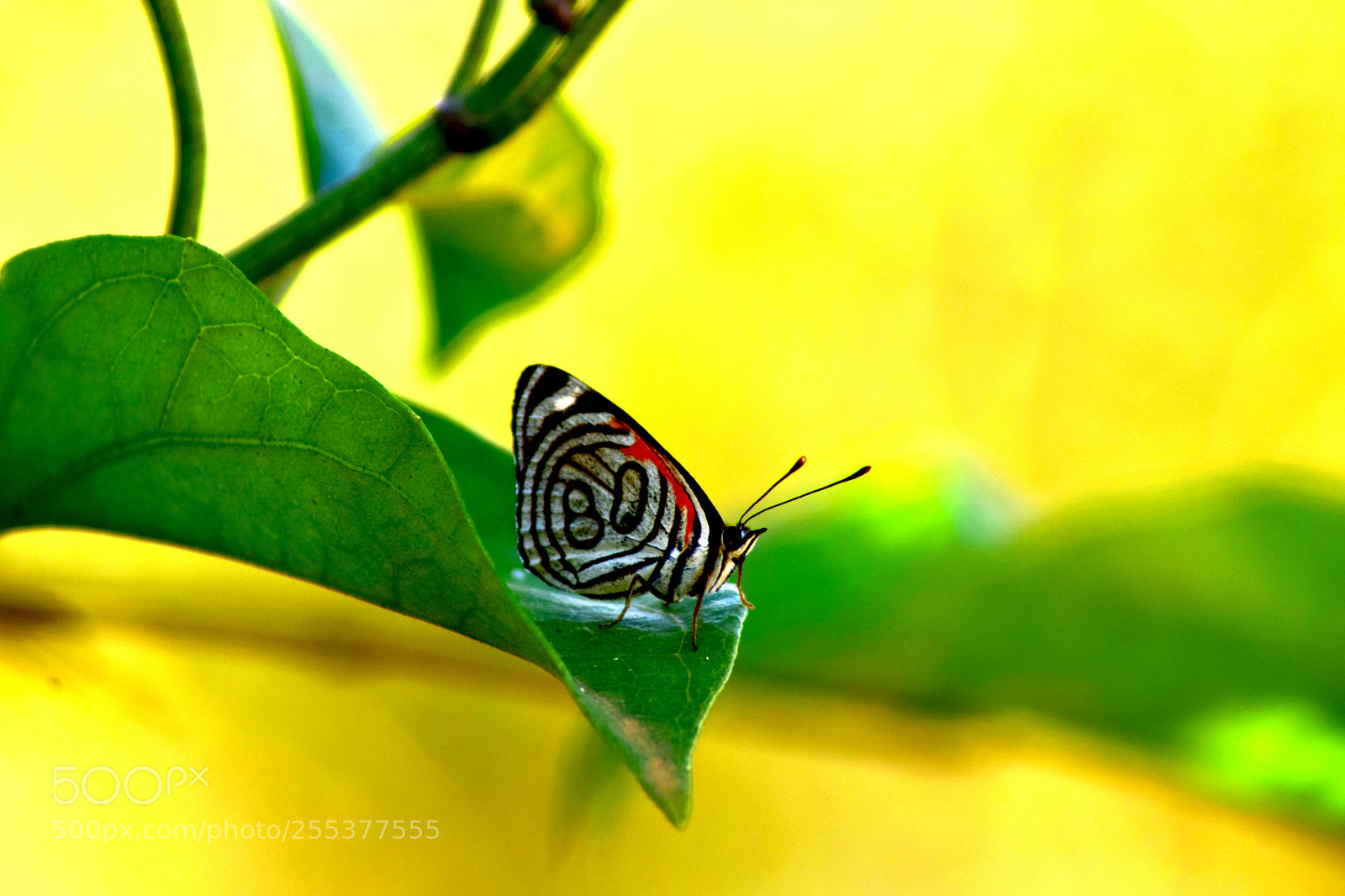 Nikon D5300 sample photo. 80 butterfly #2 photography
