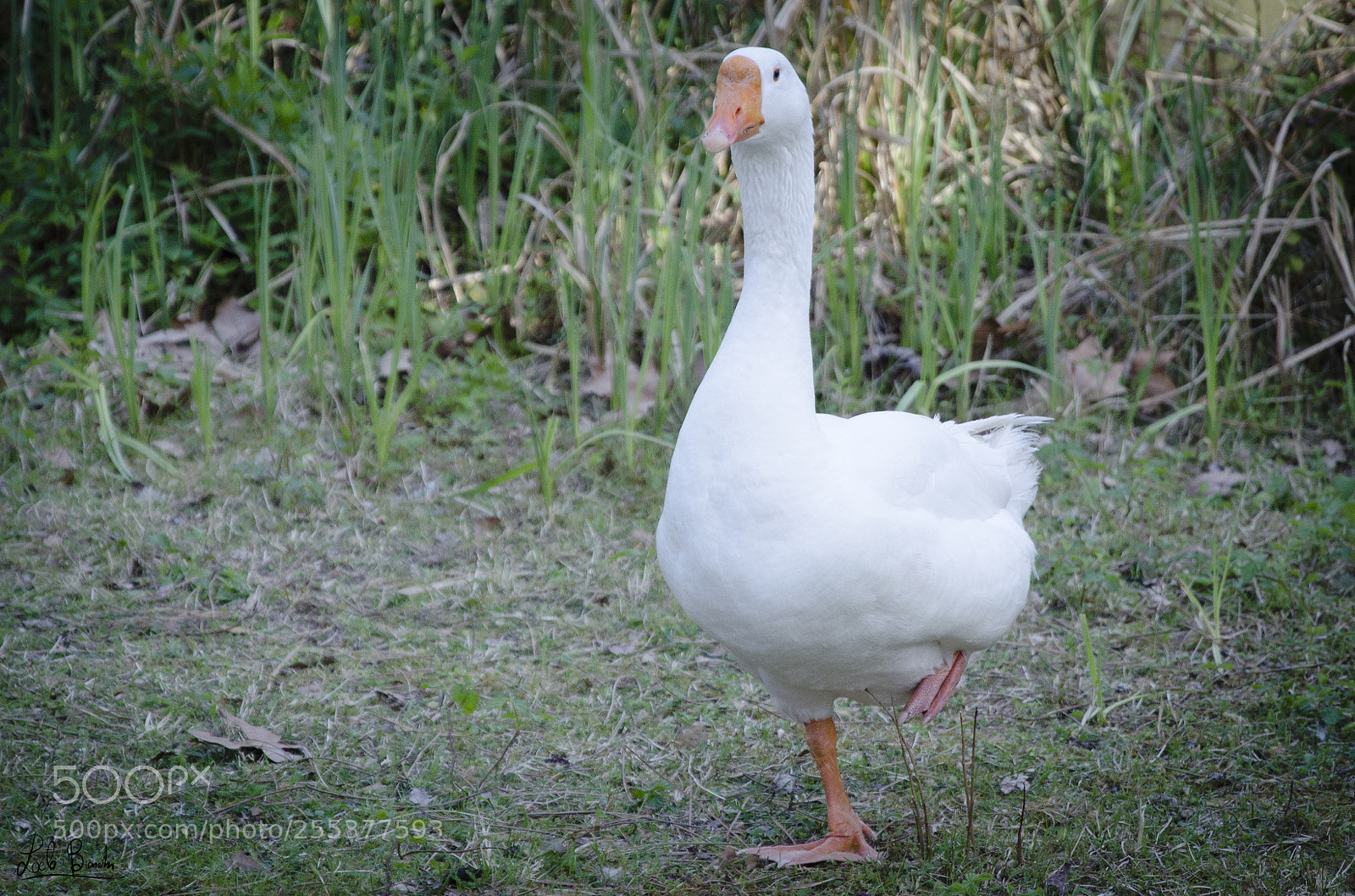 Nikon D5100 sample photo. A passo d'oca photography