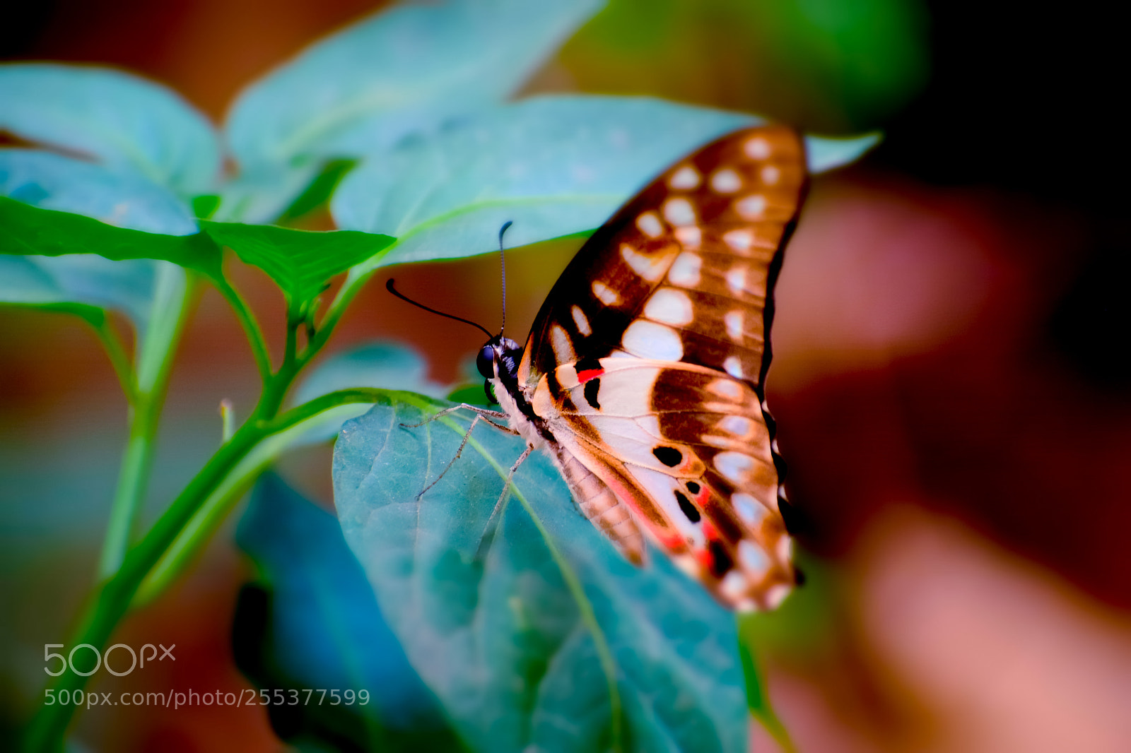 Nikon D3300 sample photo. Butterfly photography