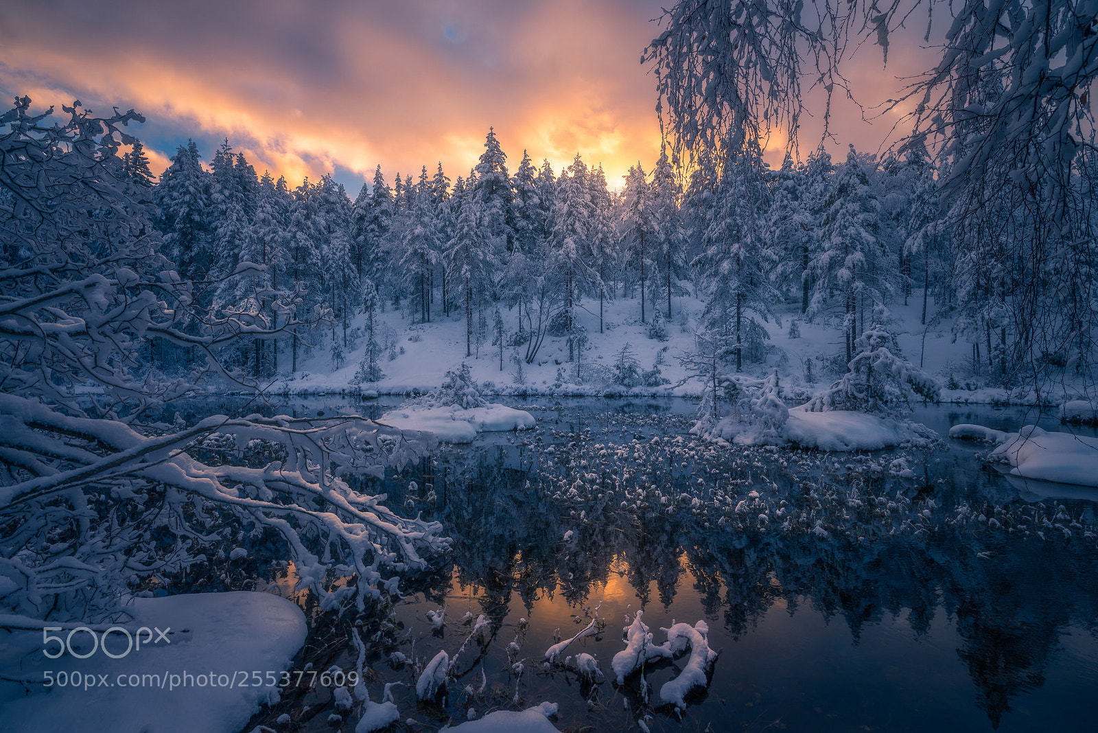 Pentax K-1 sample photo. Norwegian woods photography