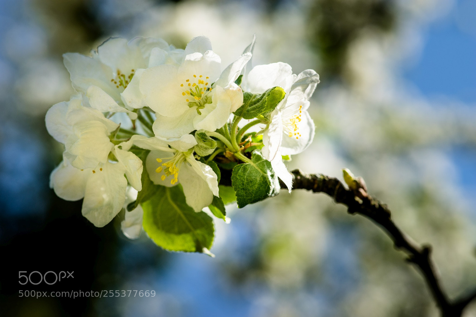 Sony a7 II sample photo. In den merian g photography