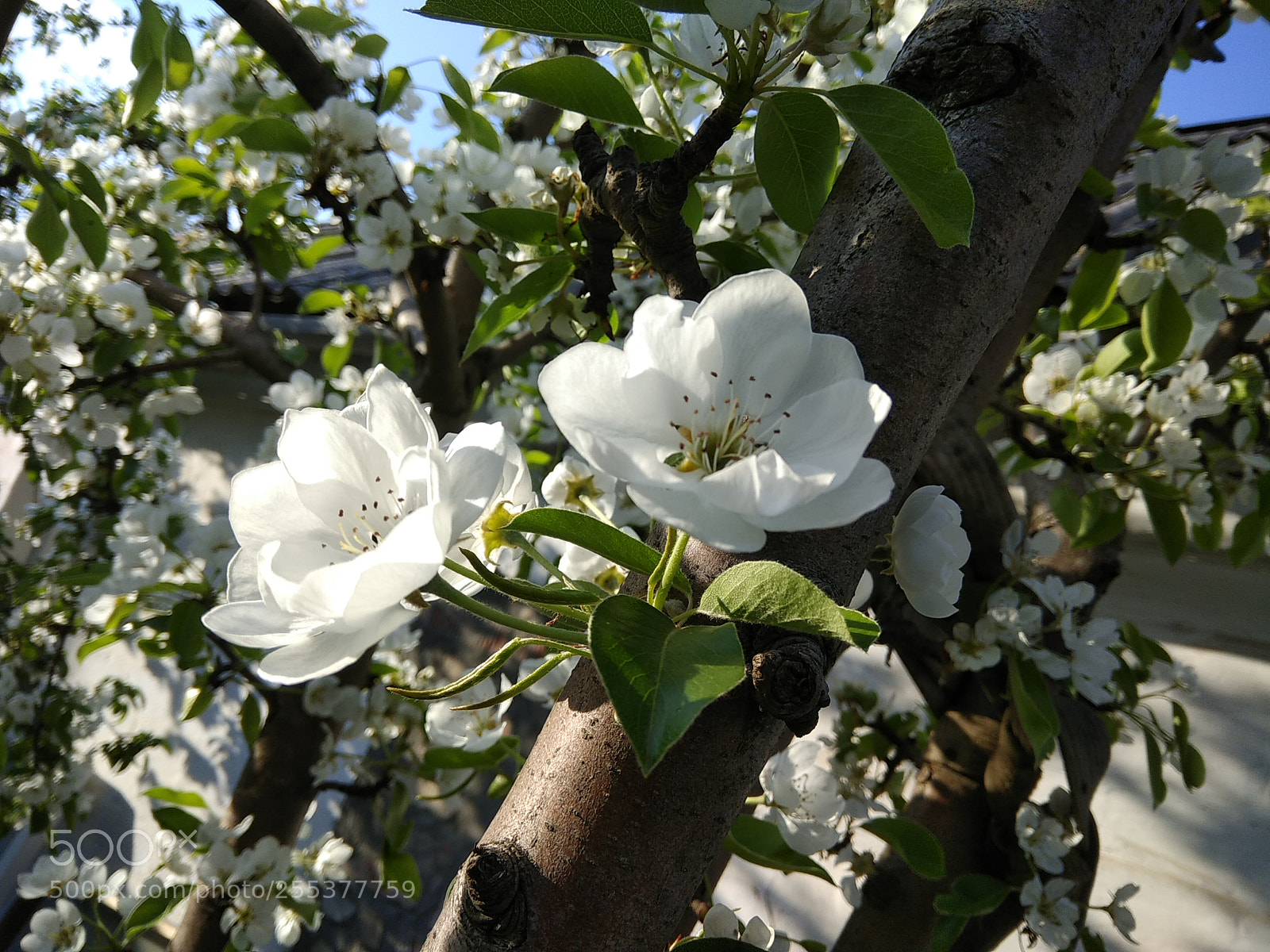 Xiaomi Redmi Note 4 sample photo. Untitled photography