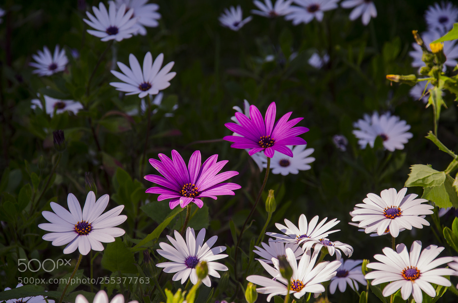 Nikon D7000 sample photo. Flores photography