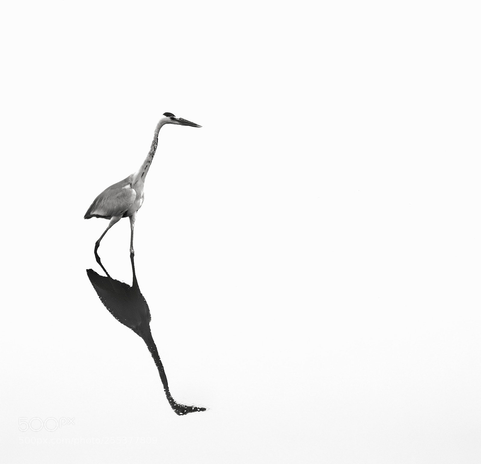 Nikon D3300 sample photo. Indian white crane photography