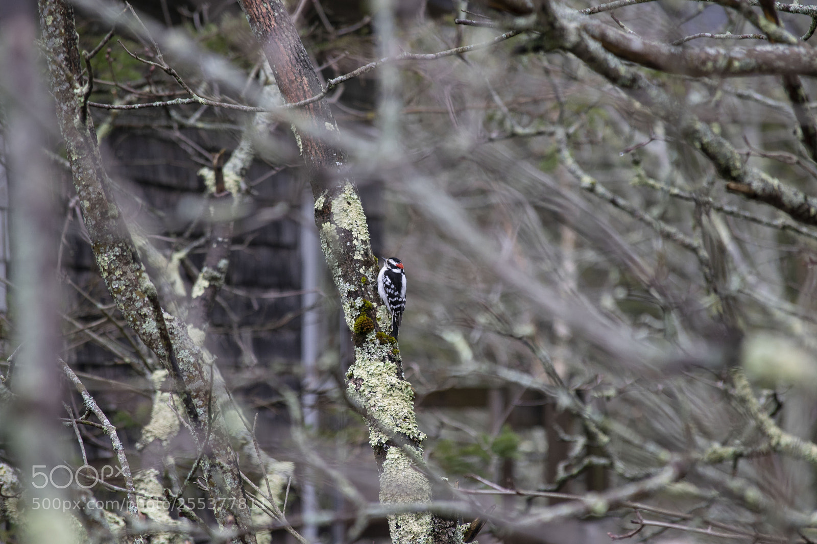 Nikon D3300 sample photo. Downy woodpecker photography