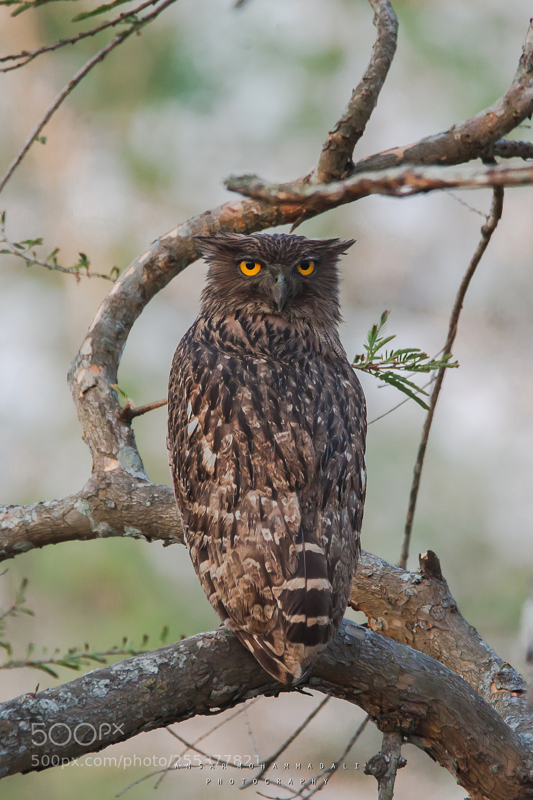 Canon EOS 5D Mark II sample photo. Fish owl photography
