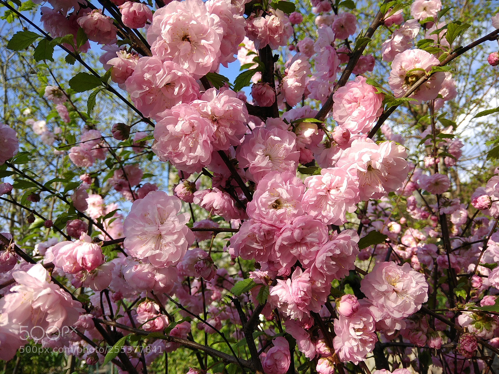 Xiaomi Redmi Note 4 sample photo. Миндальное дерево photography