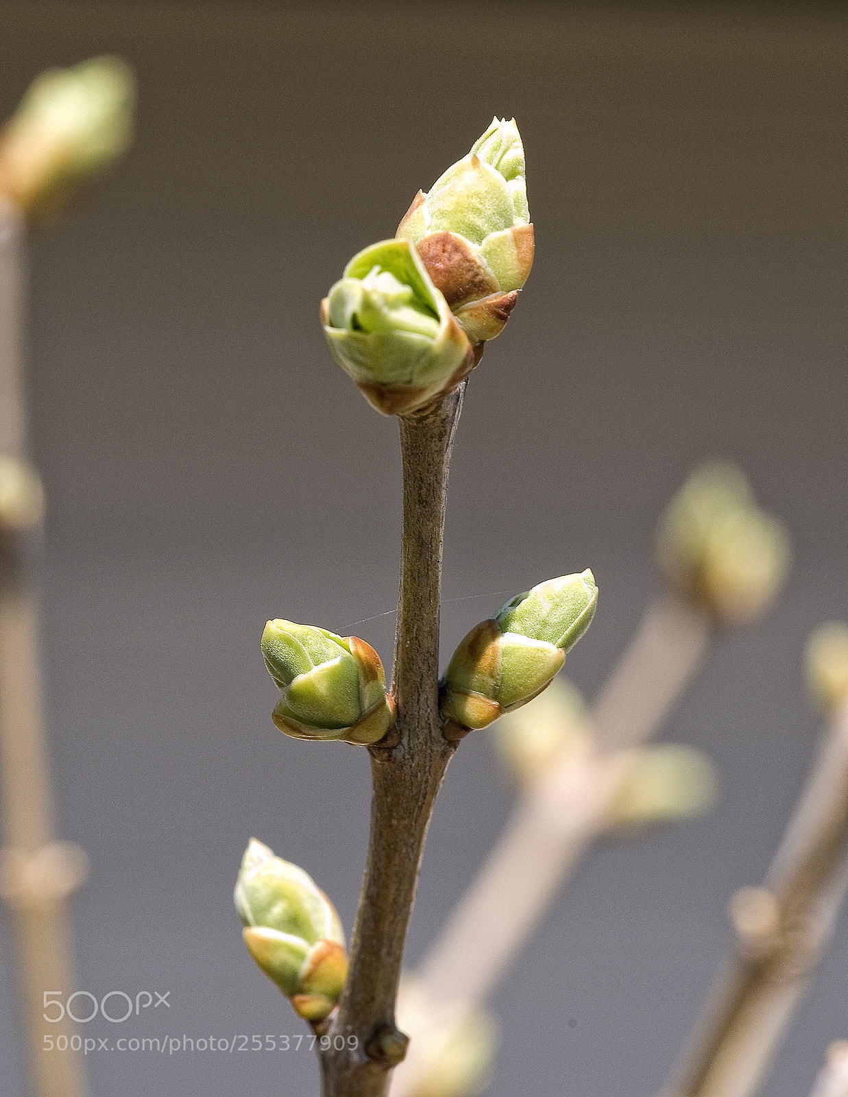 Nikon D700 sample photo. Buds photography
