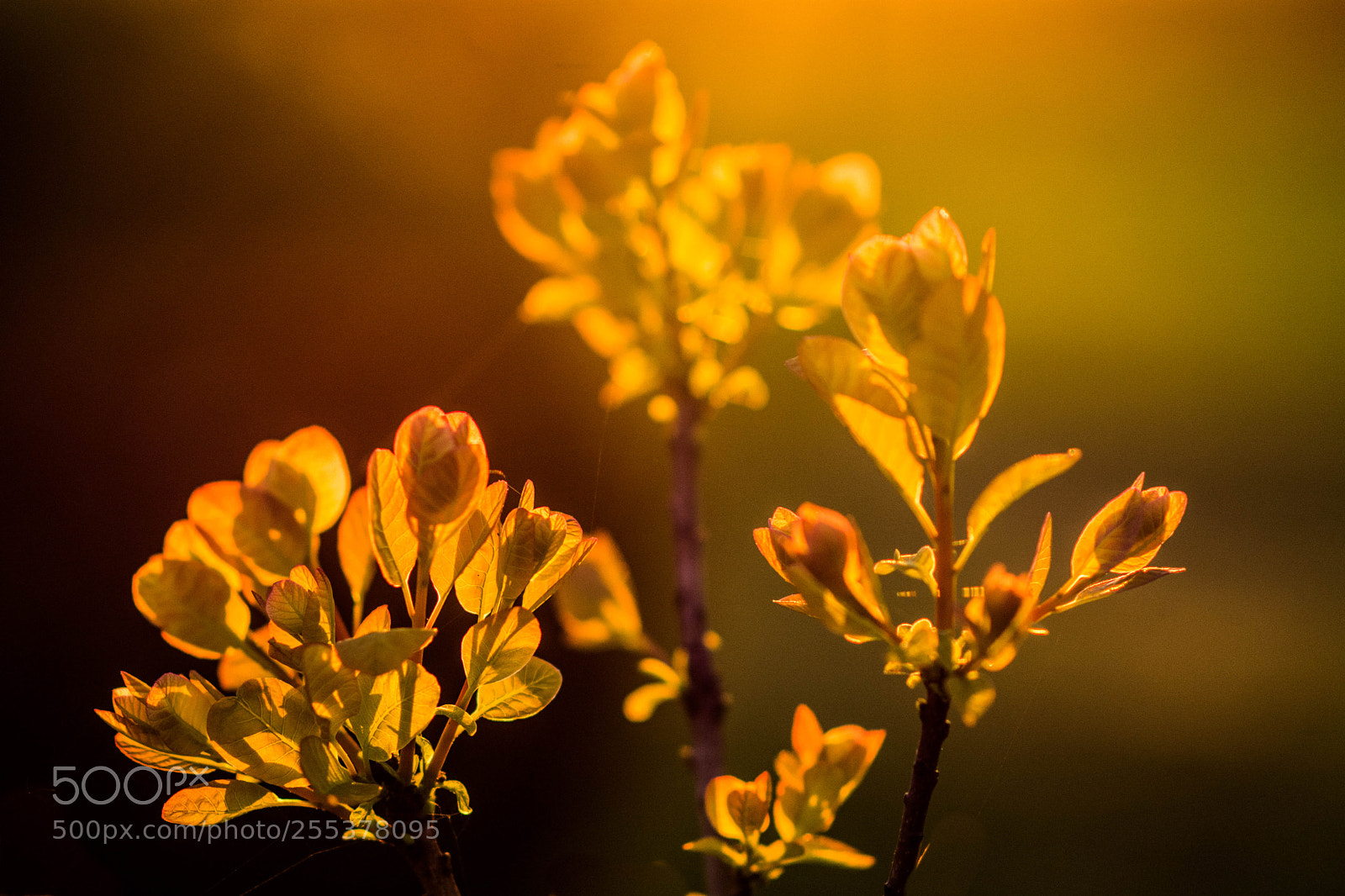 Nikon D7200 sample photo. Spring in fire photography