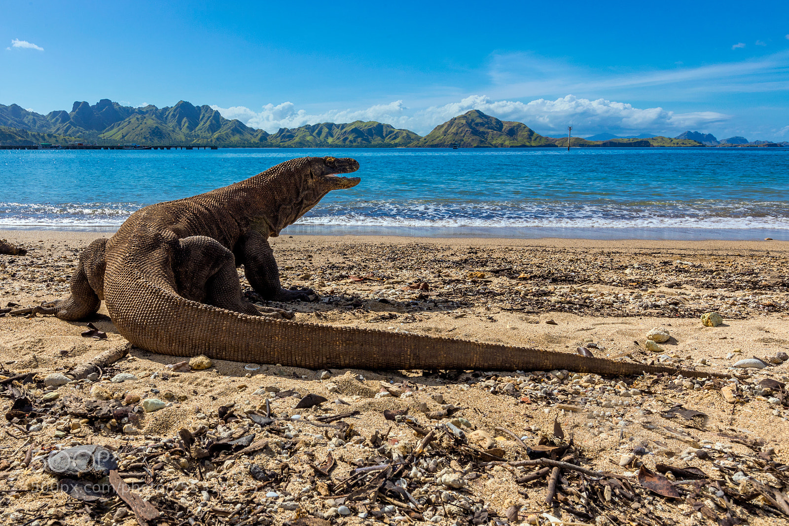 Canon EOS 5D Mark IV sample photo. Walking with dinosaurs photography