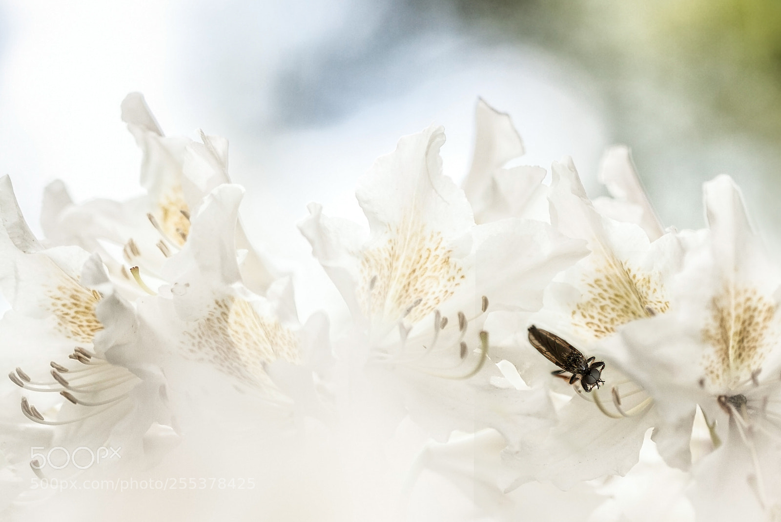 Canon EOS 50D sample photo. Between the rhododendrons photography