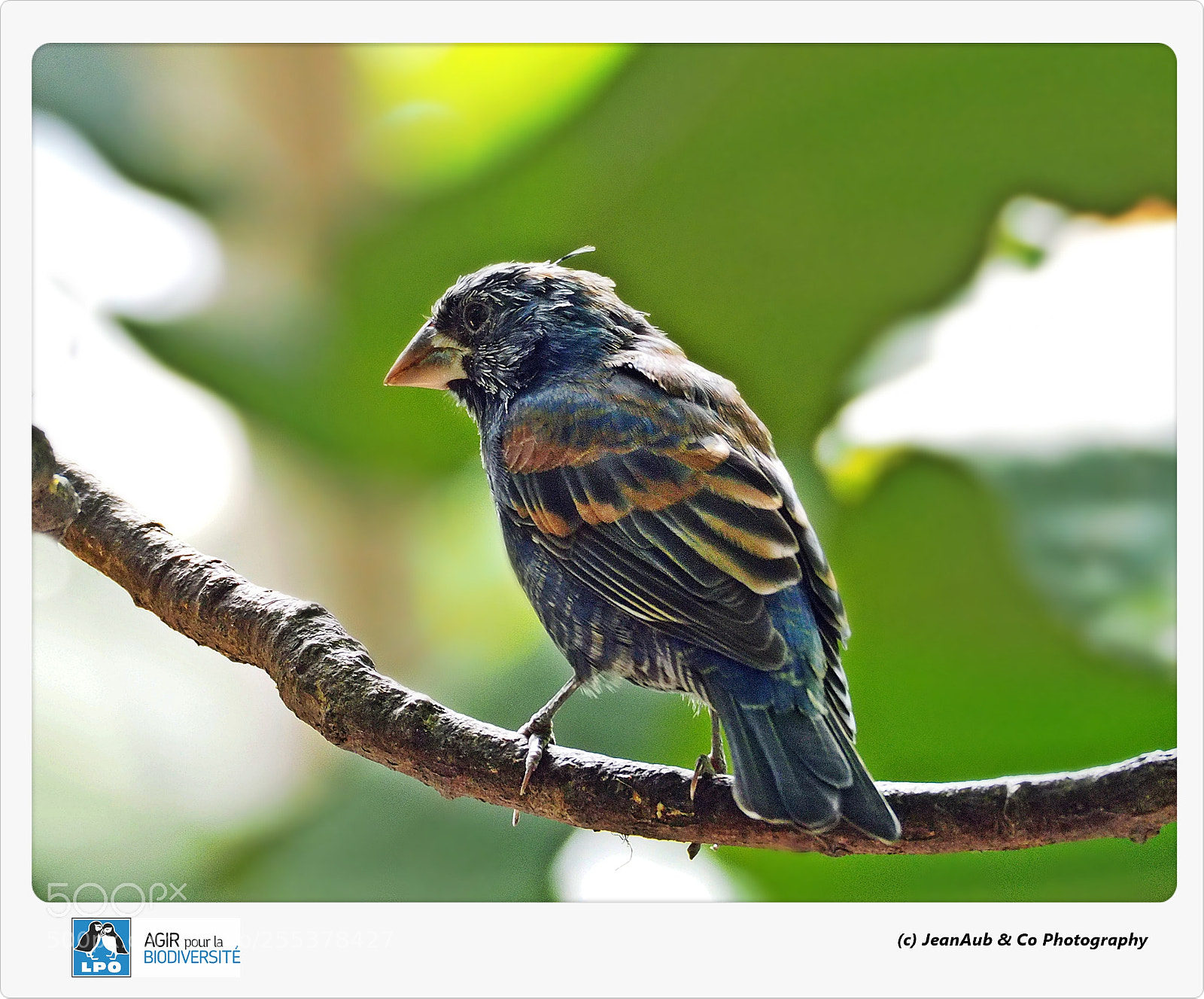 Olympus OM-D E-M5 II sample photo. Blue guiracca photography