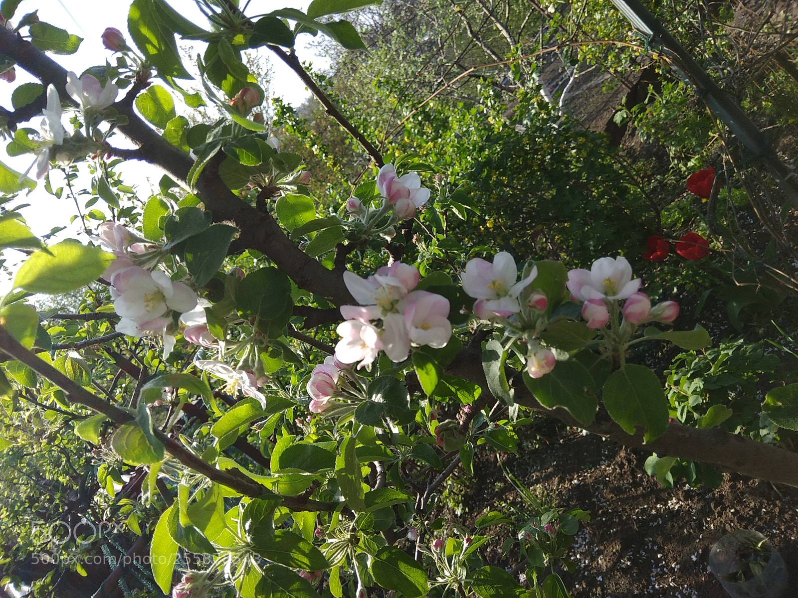 Xiaomi Redmi Note 4 sample photo. Untitled photography