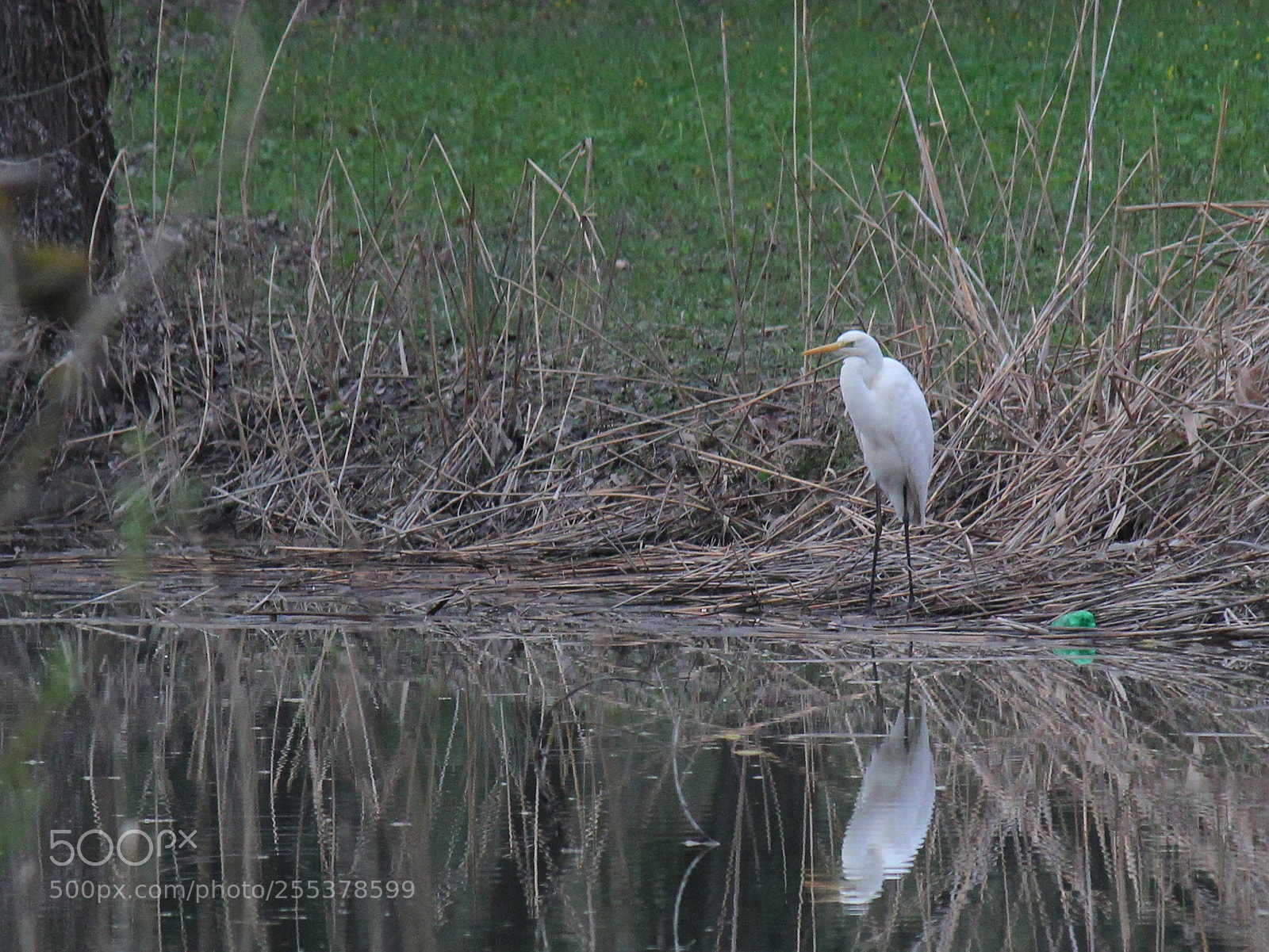 Canon EOS 600D (Rebel EOS T3i / EOS Kiss X5) sample photo. Heron photography