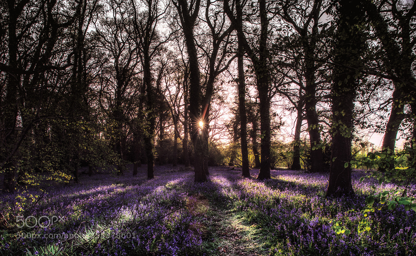 Nikon D700 sample photo. Bluebell wood photography
