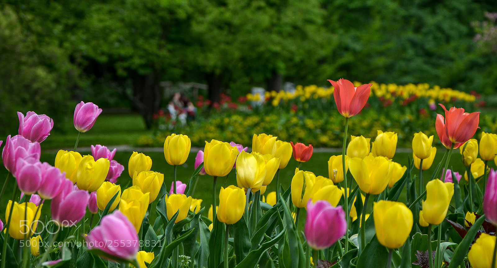 Nikon D5100 sample photo. City park photography