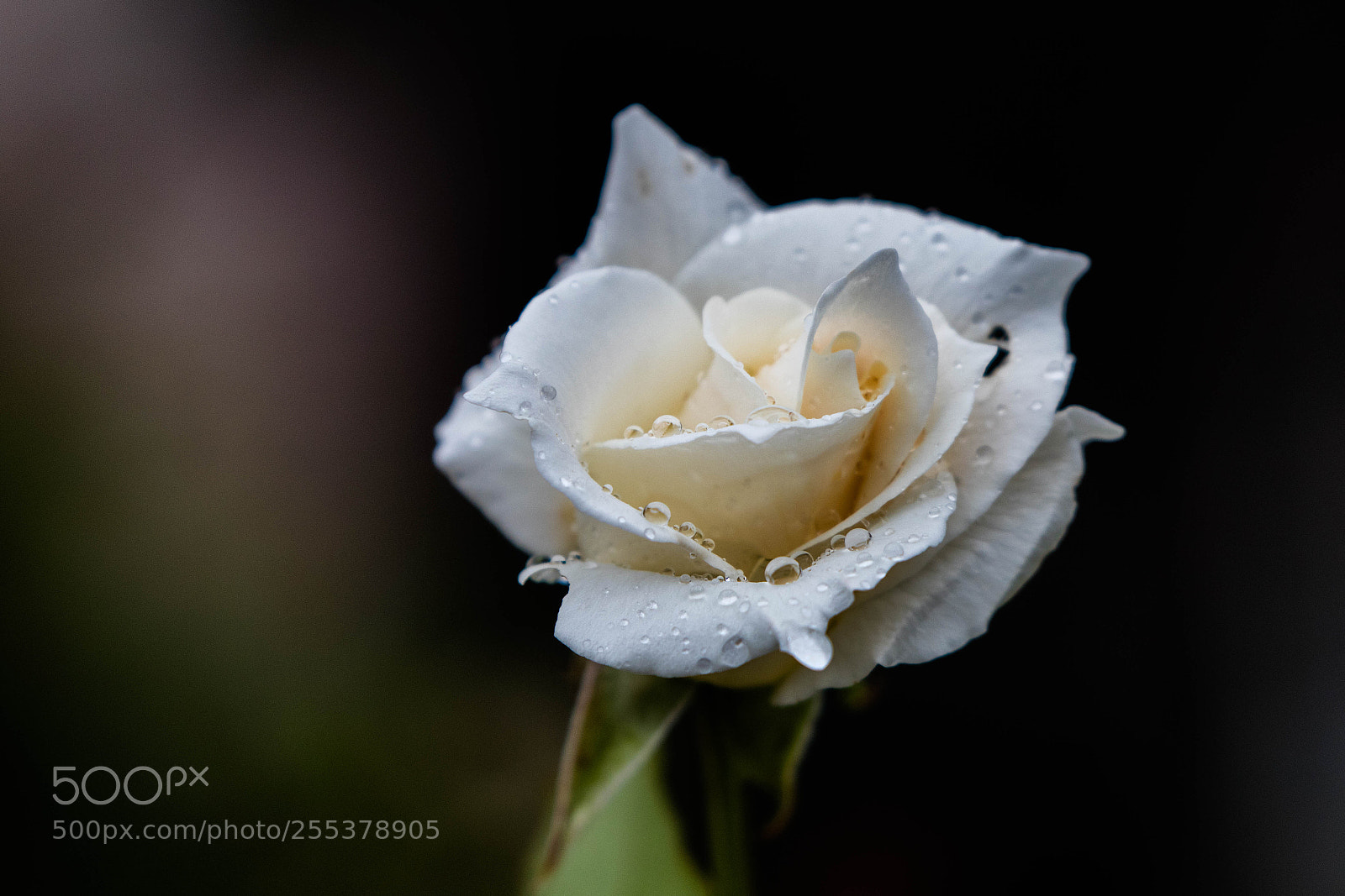 Canon EOS 80D sample photo. Rose photography