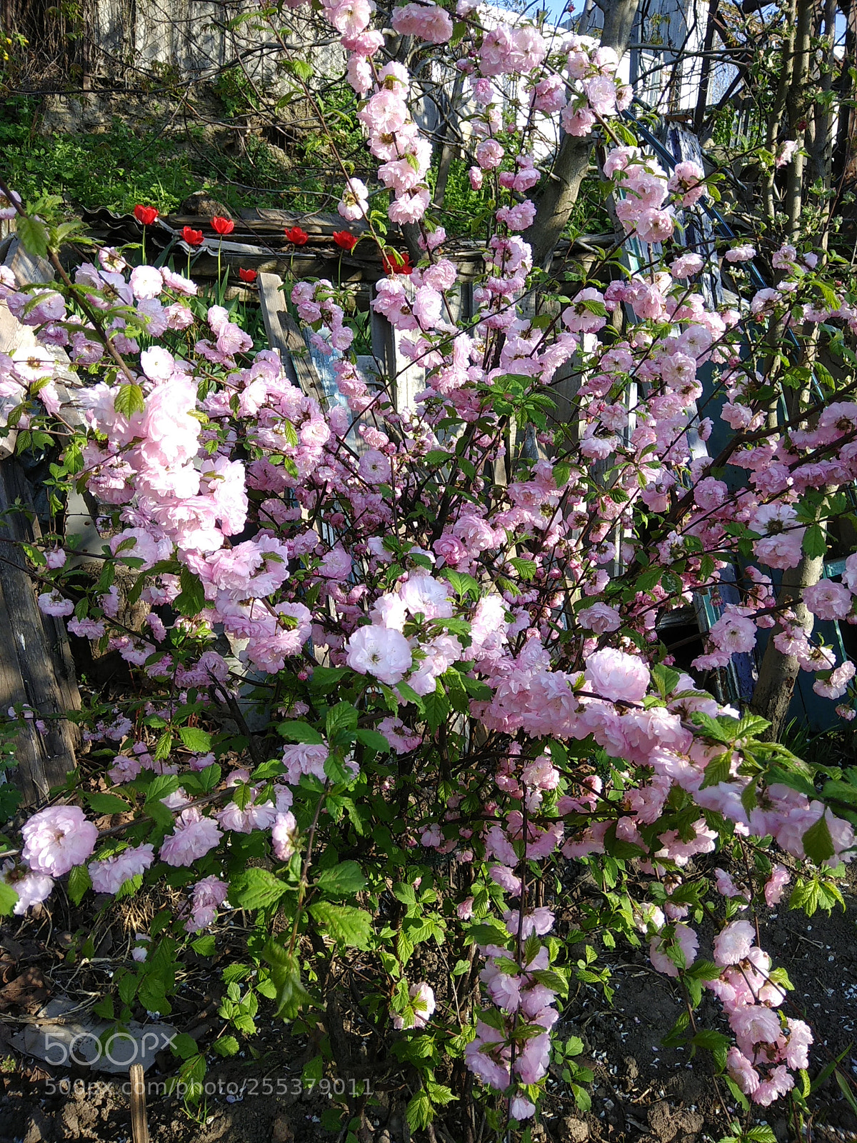 Xiaomi Redmi Note 4 sample photo. Untitled photography