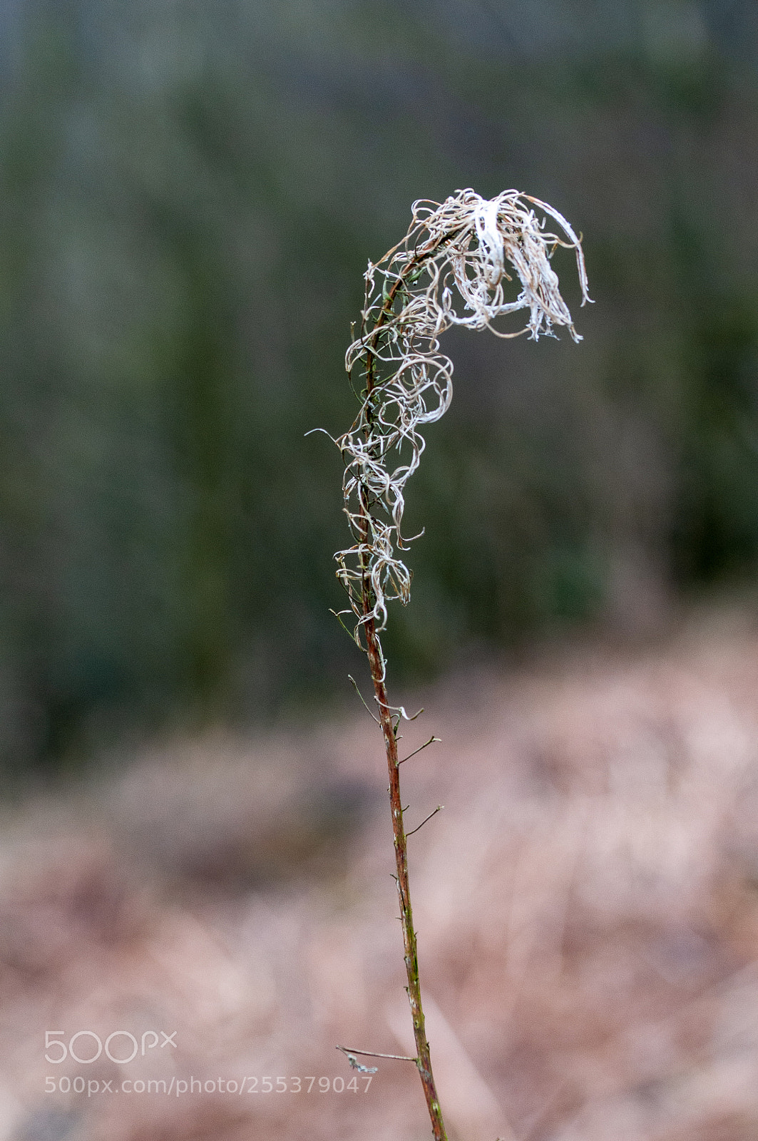 Nikon D300 sample photo. Seedhead photography
