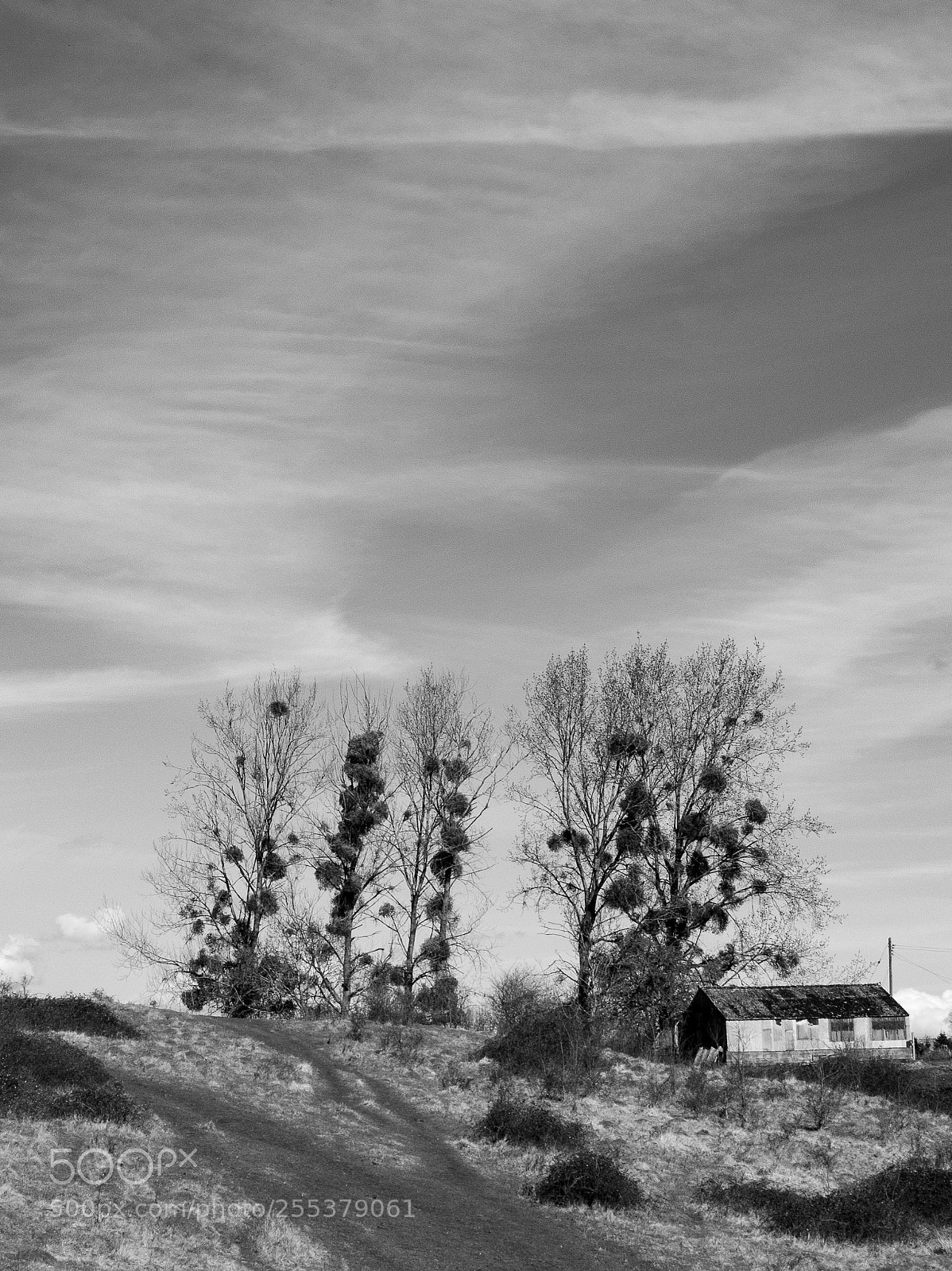 Nikon D300 sample photo. Mistletoe trees photography