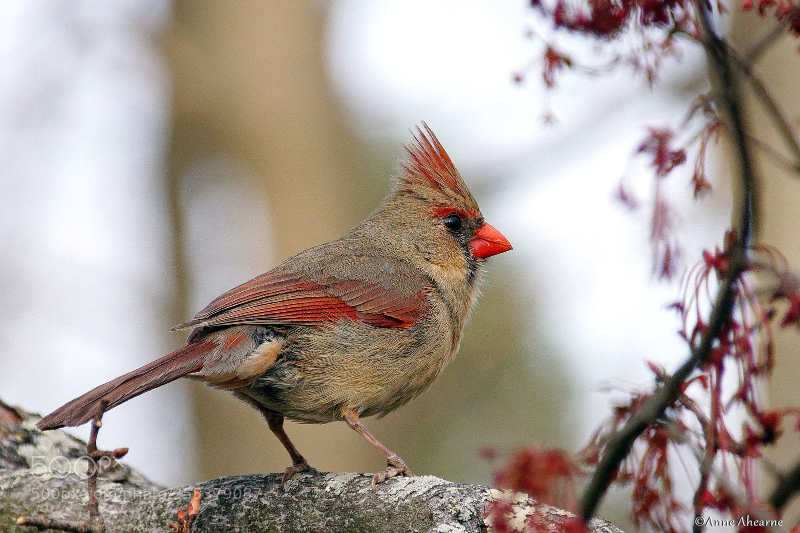 Sony ILCA-77M2 sample photo. Female northern cardinal photography