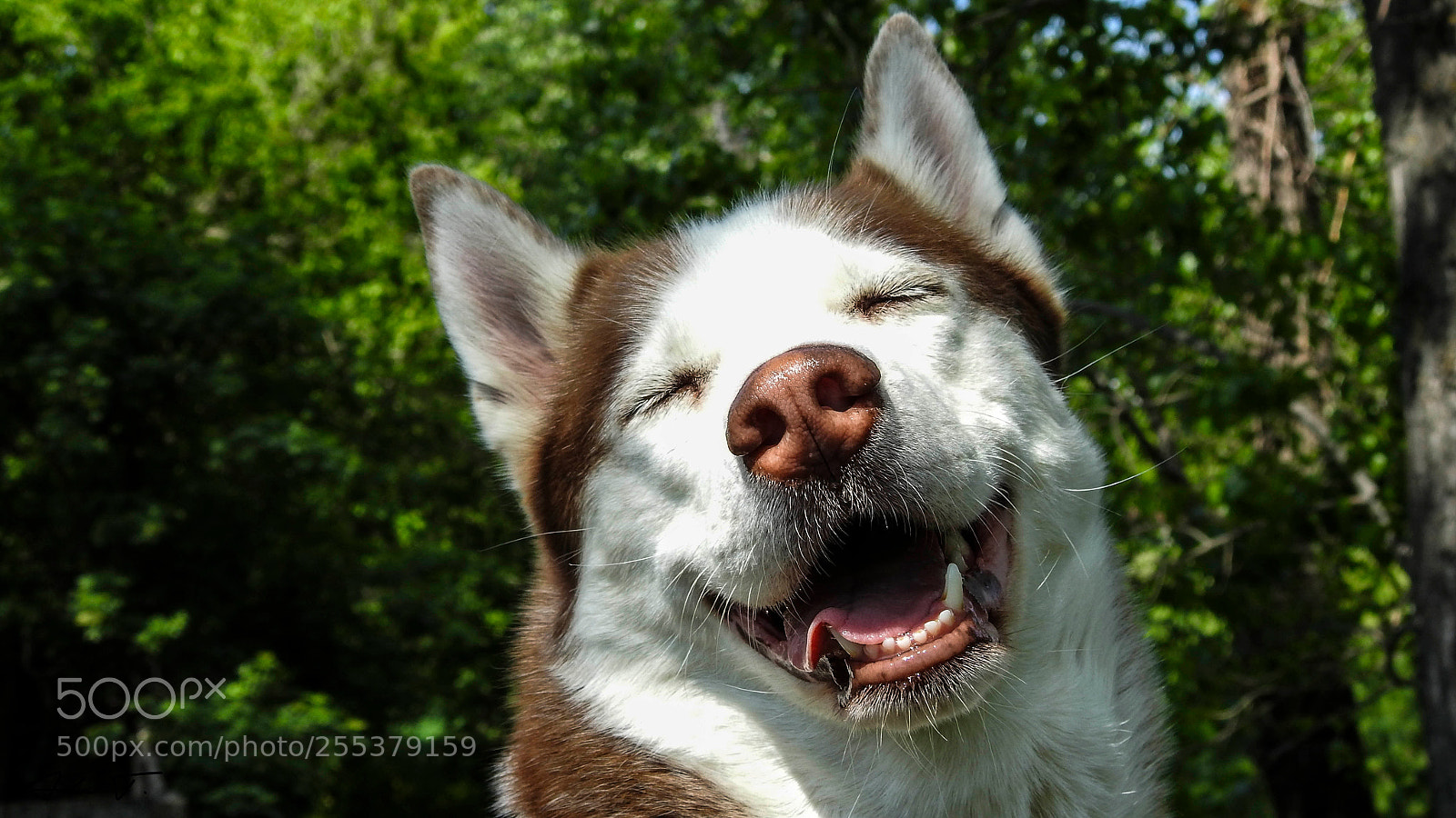 Nikon Coolpix P900 sample photo. Mishka smiling photography