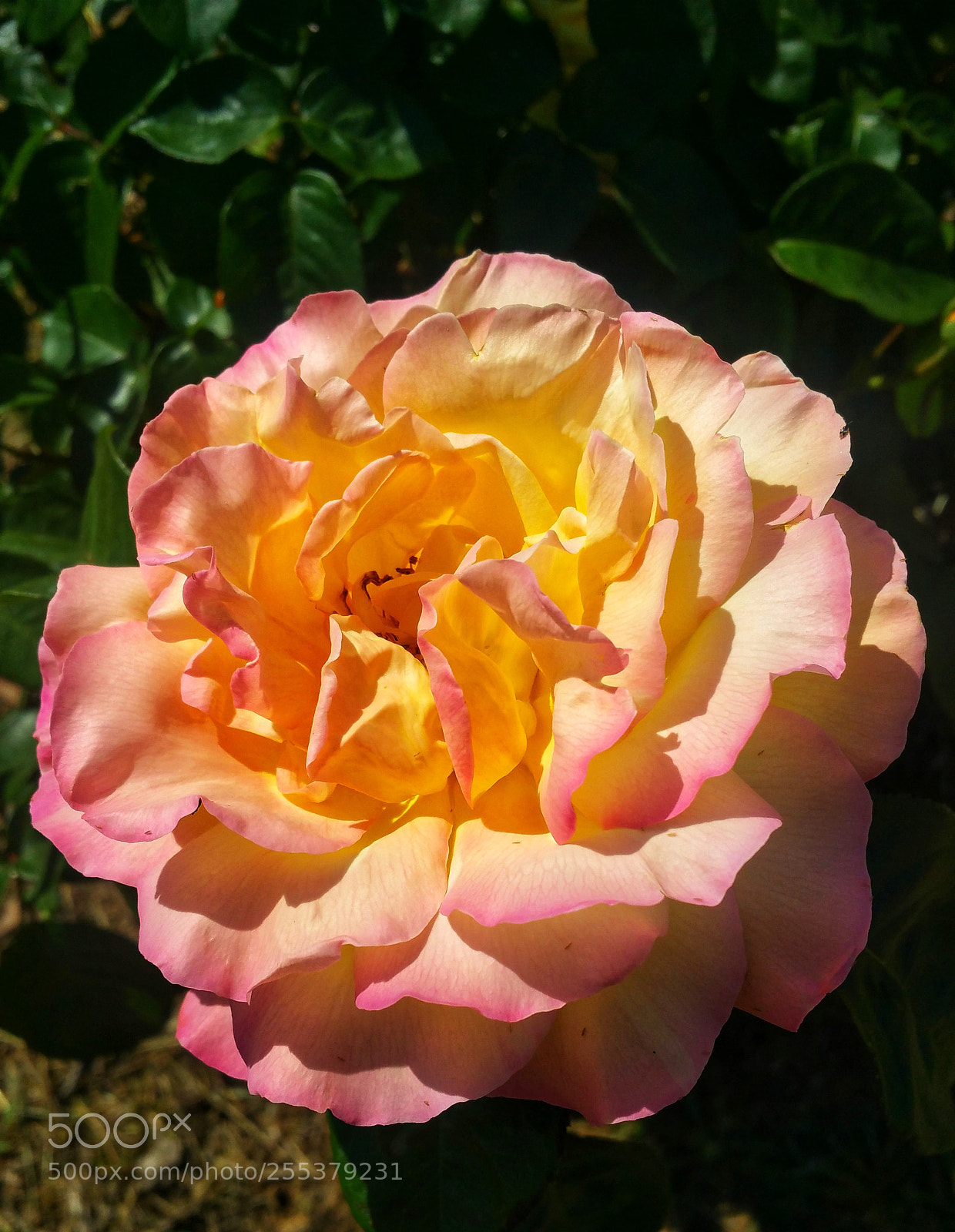 Samsung Galaxy Note4 sample photo. Rose in trim photography