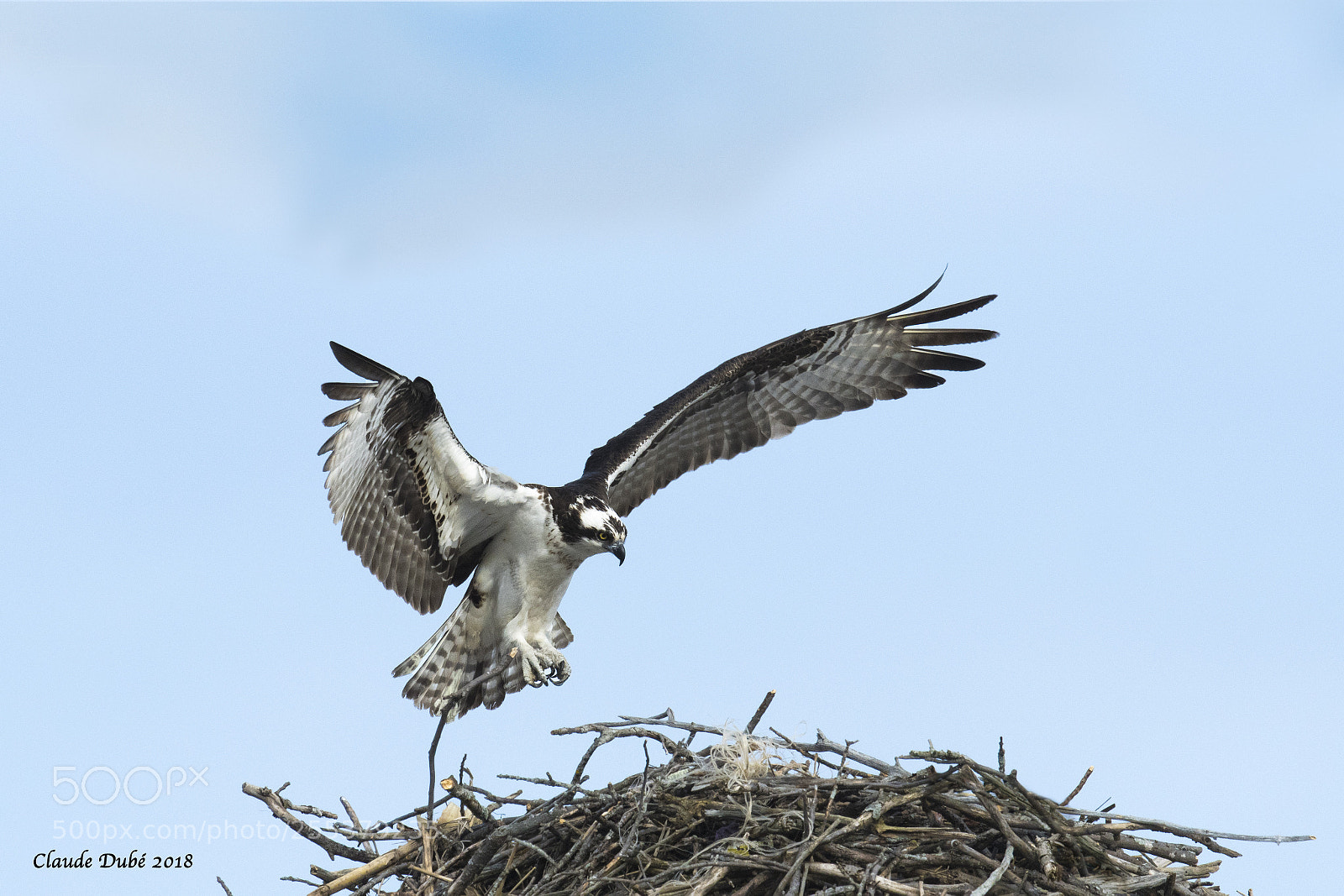 Nikon D500 sample photo. Balbuzard pêcheur / osprey photography