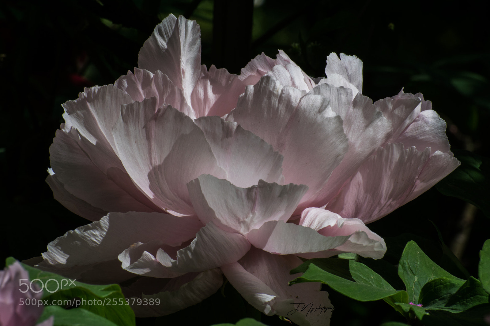 Nikon D3300 sample photo. Pivoine photography